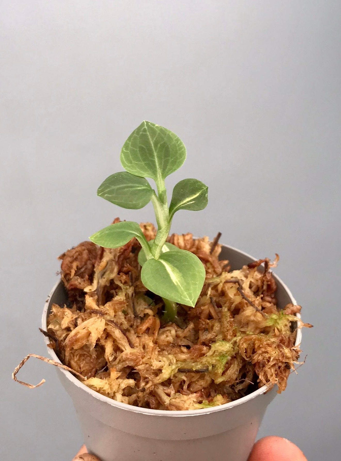 Goodyera schlechtendaliana "Variegata"