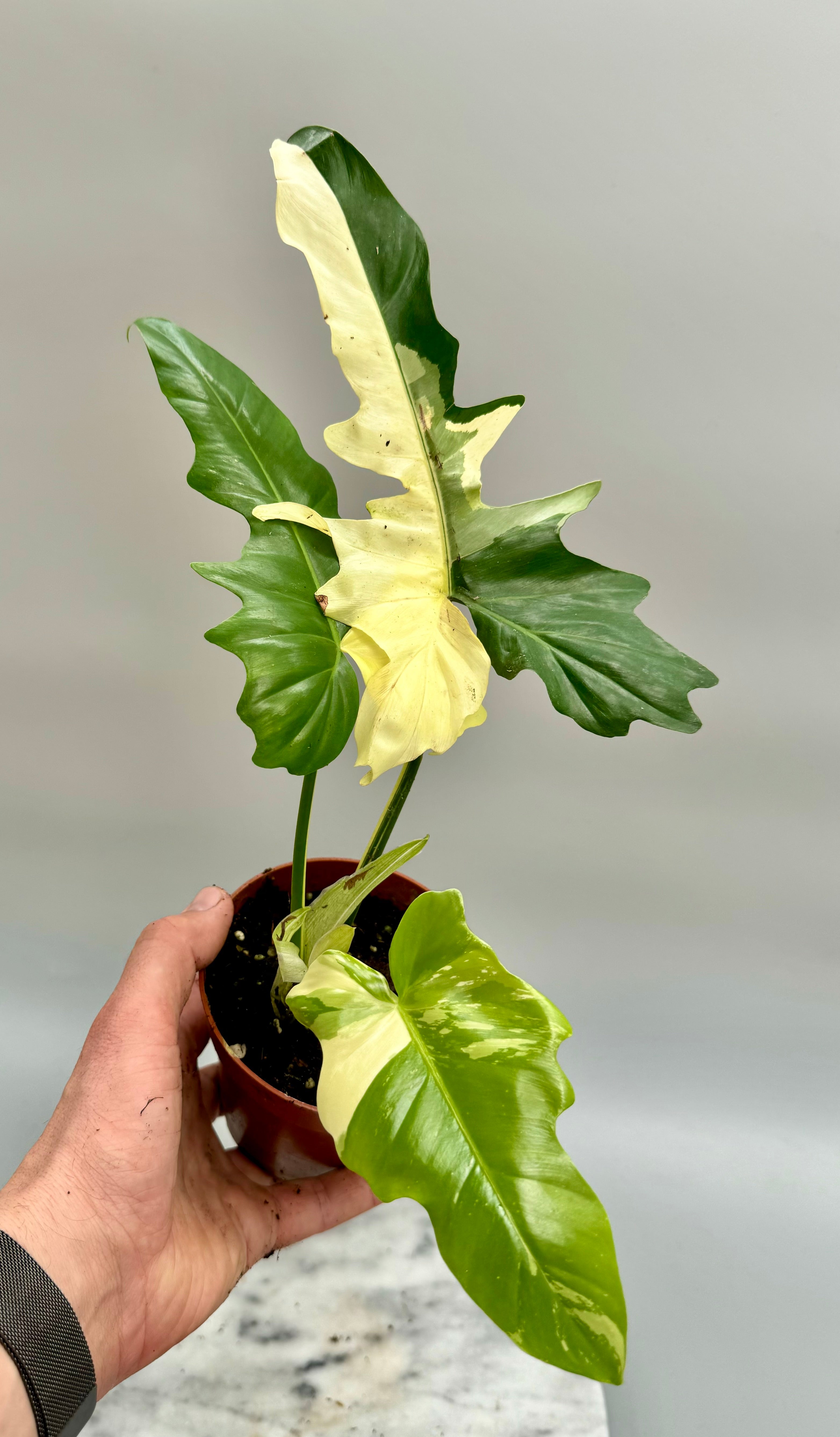 golden dragon philodendron variegated Philodendron "Golden Dragon" variegated albo "Almost Full Moon"