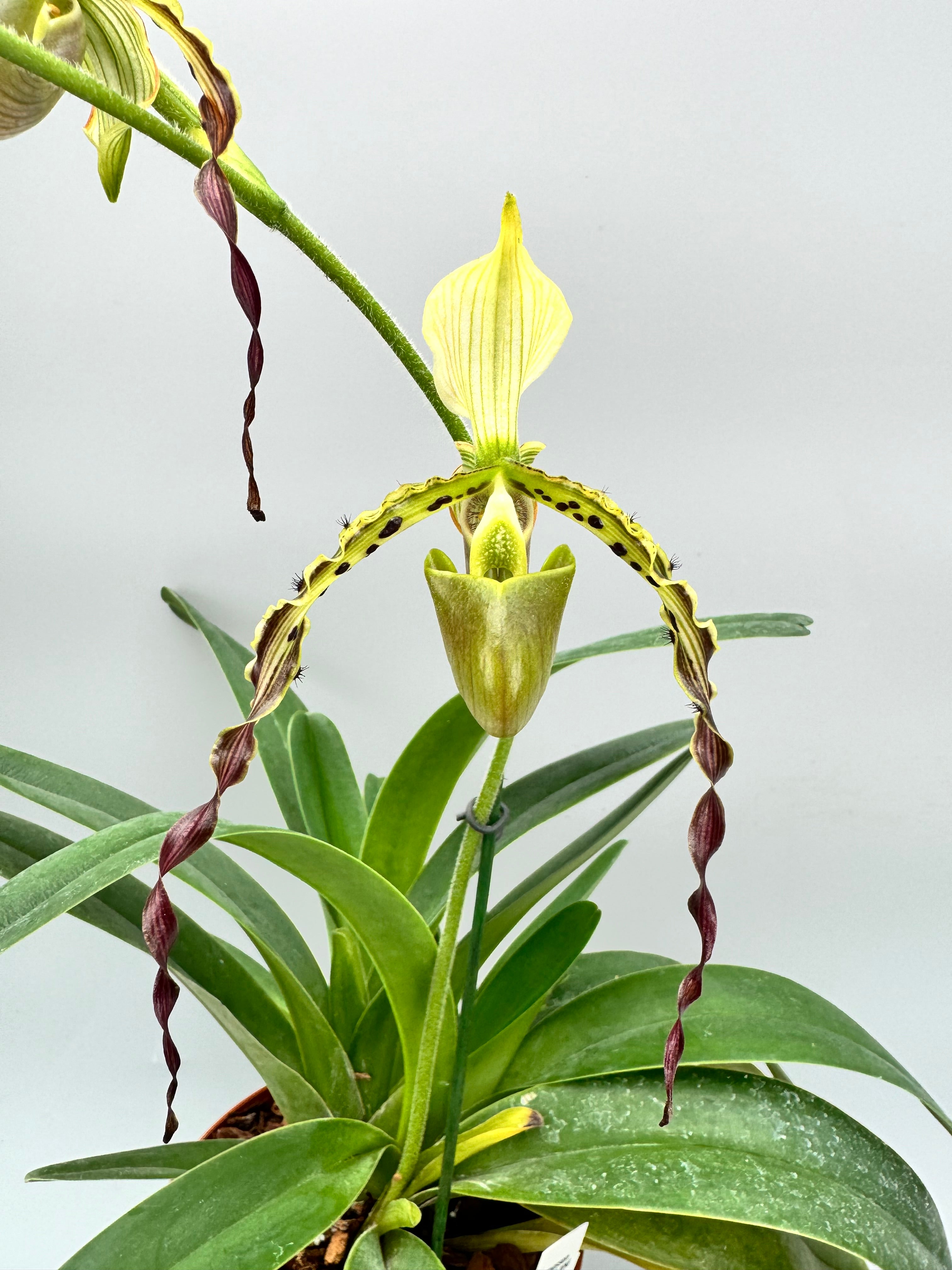 Paphiopedilum parishii