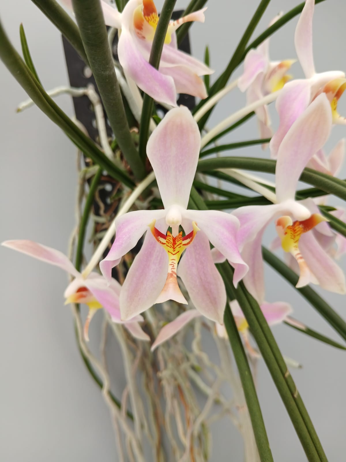 Paraphalaenopsis laycockii  (Selection 1 )