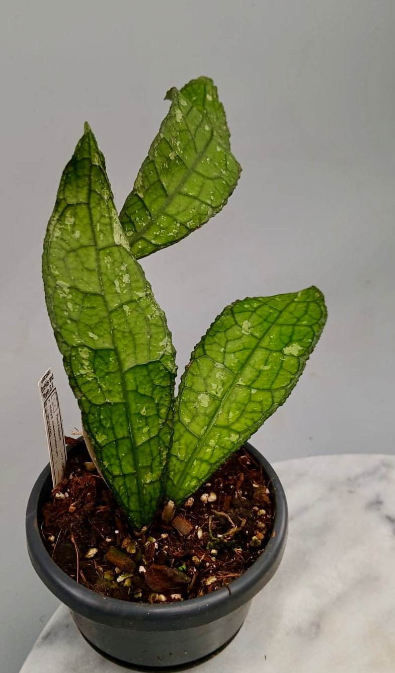 Hoya clemensiorum (2 Leaves)