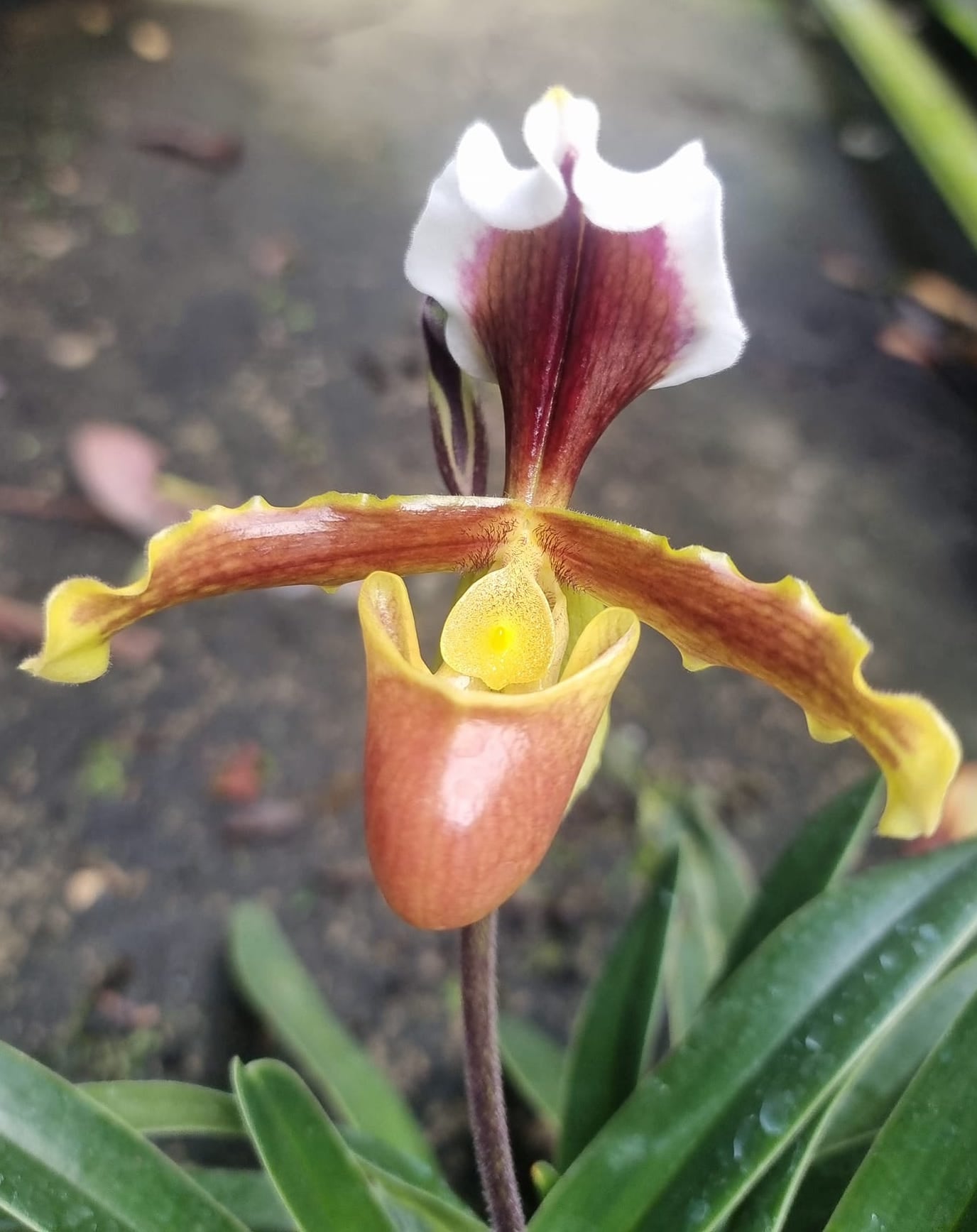Paphiopedilum coccineum