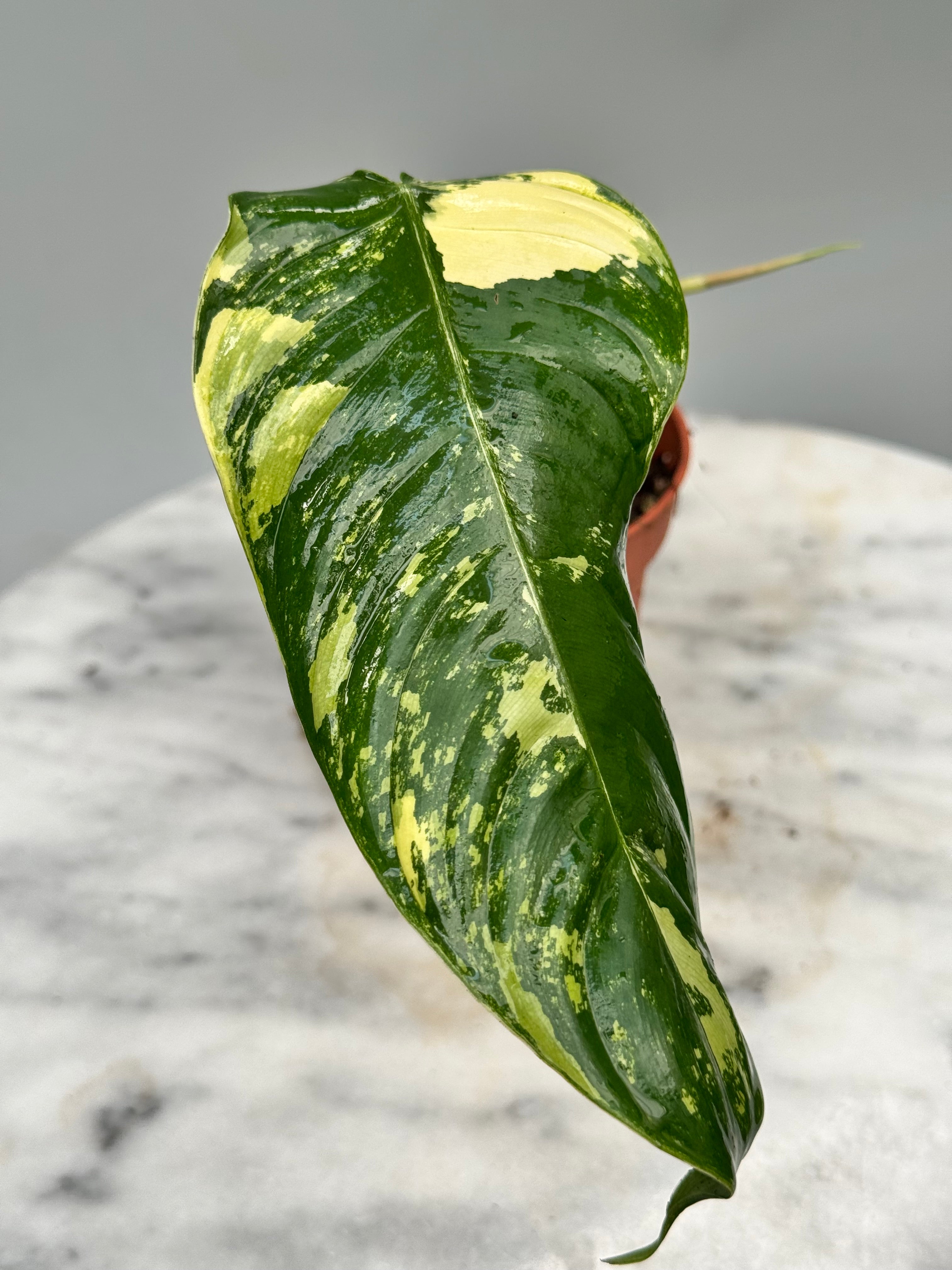Philodendron sharoniae Mosquera Variegata (1 Leaf Cutting)