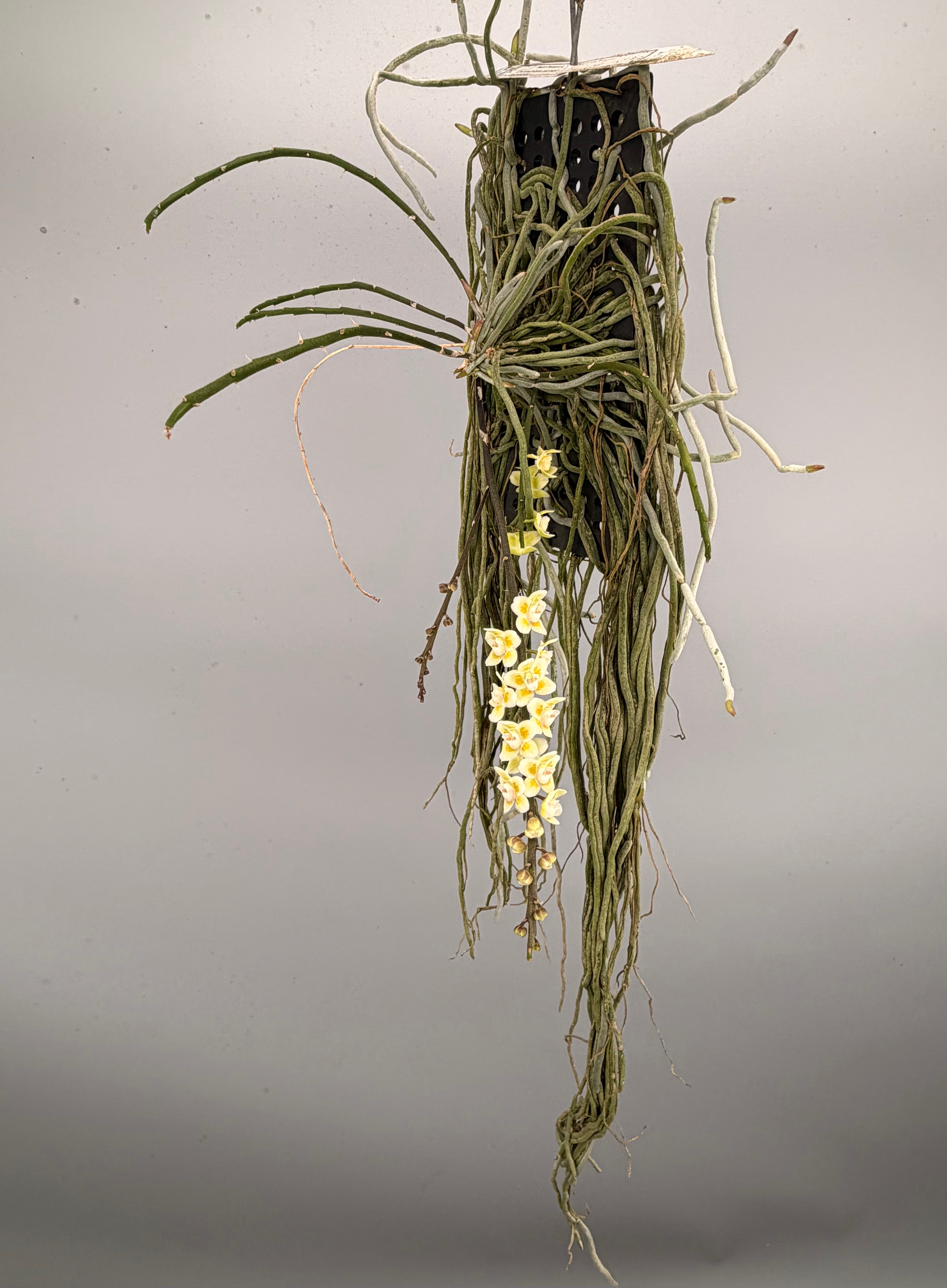 Chiloschista parishii XXL