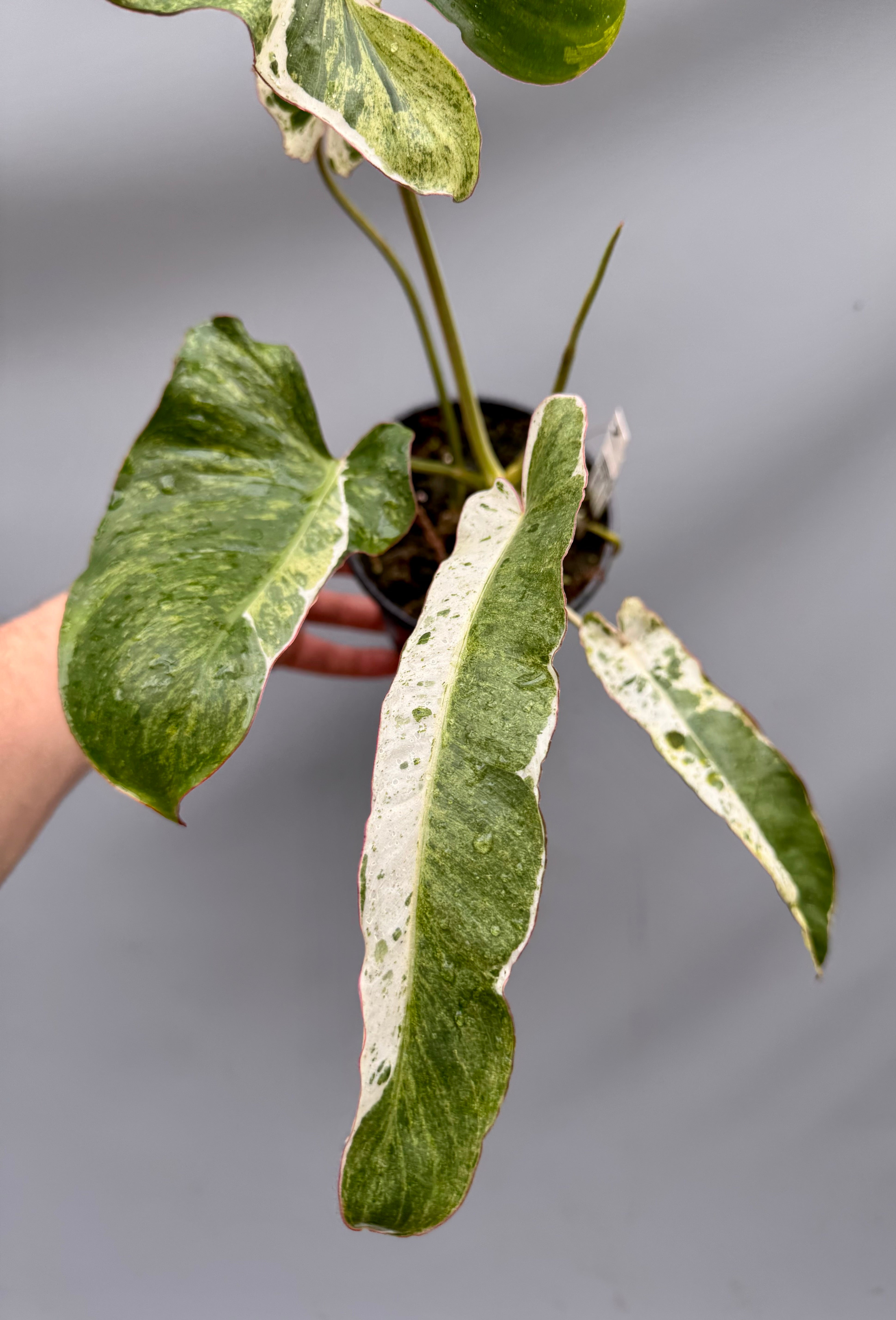 Philodendron Paraiso Verde Variegata Albo