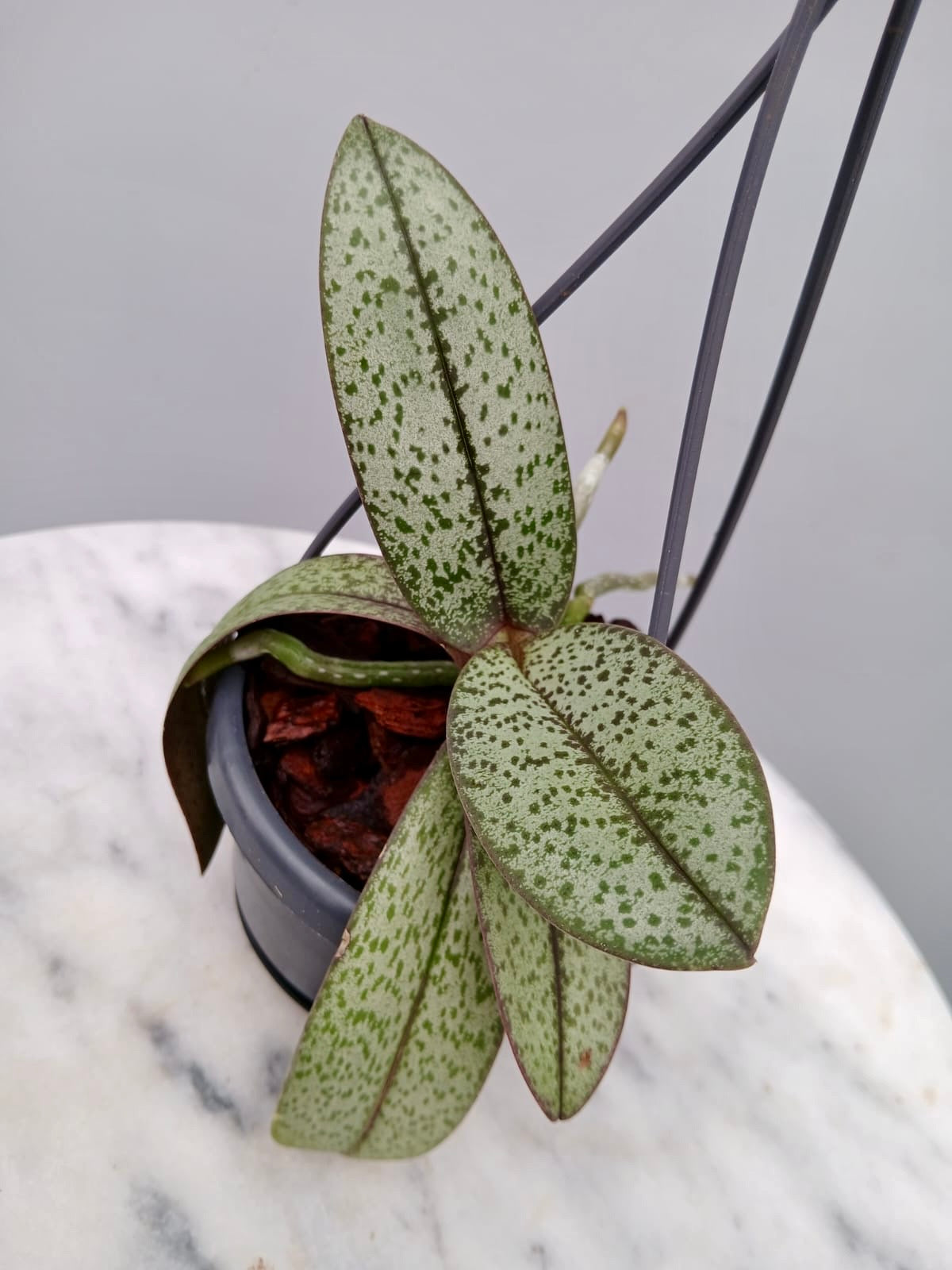 Doritis pulcherrima "Marbled Leaves"