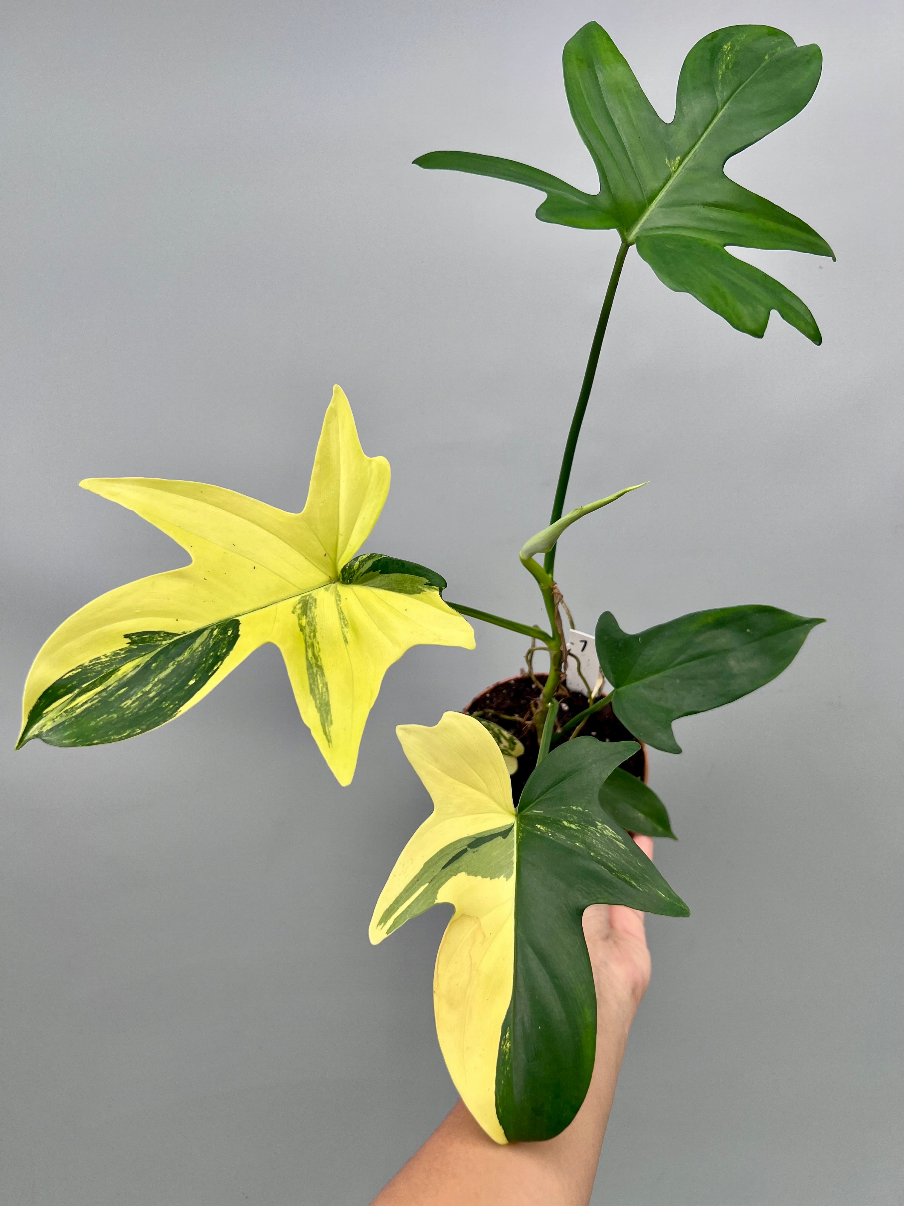 Philodendron squamiferium variegated (Nr 1)