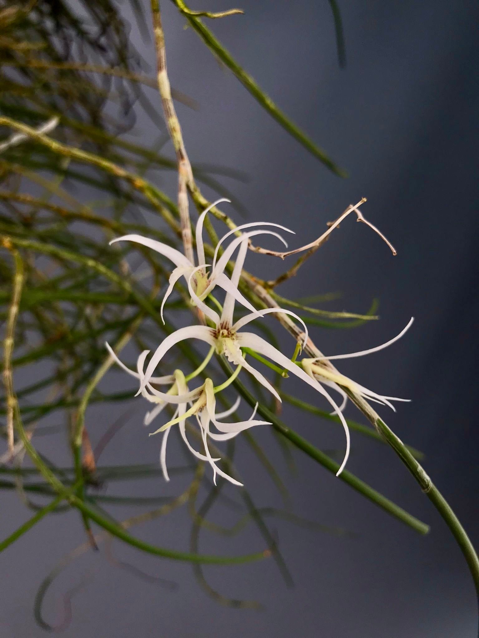 Dendrobium calamiforme