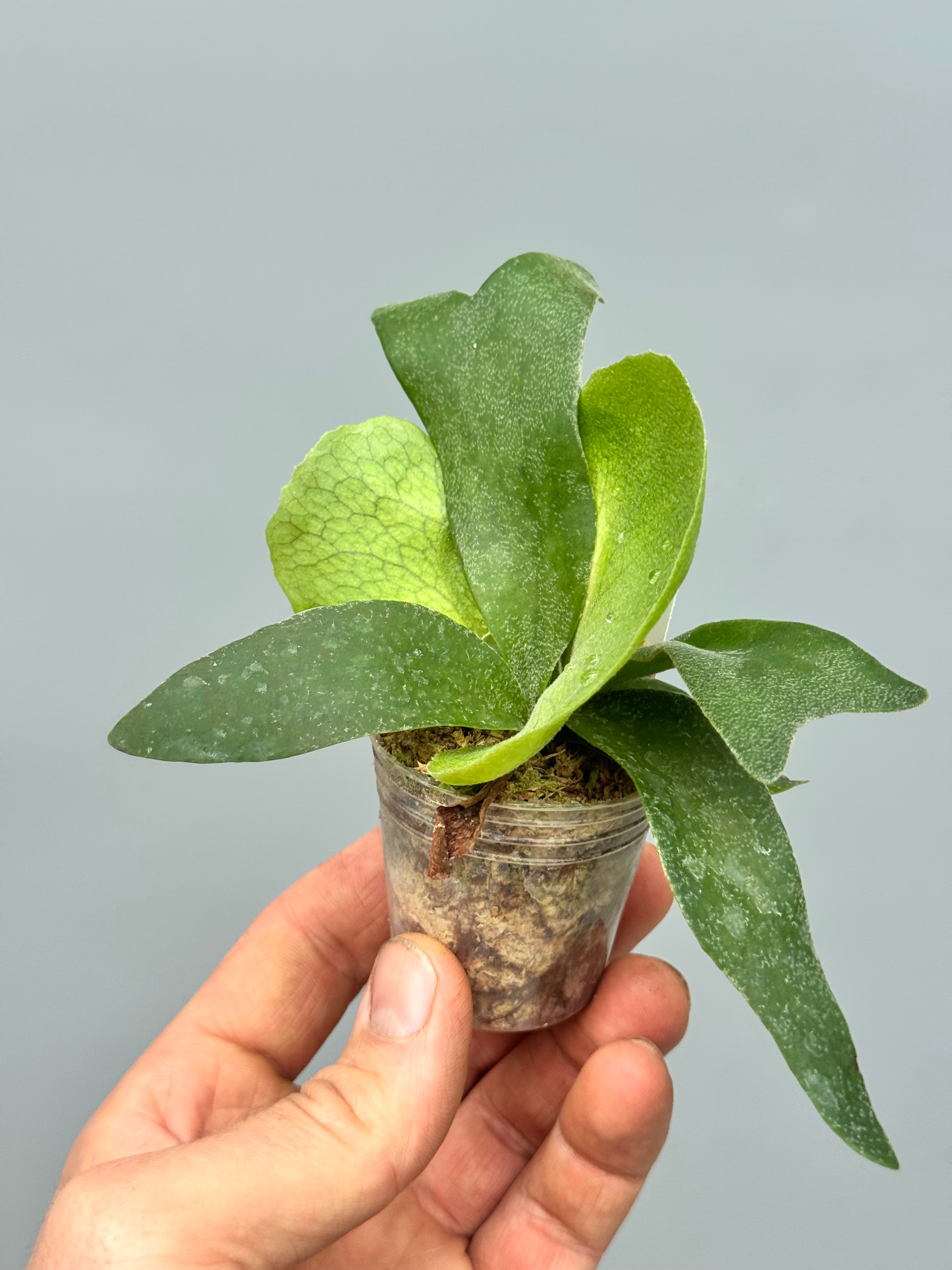 Platycerium Foongsiqi