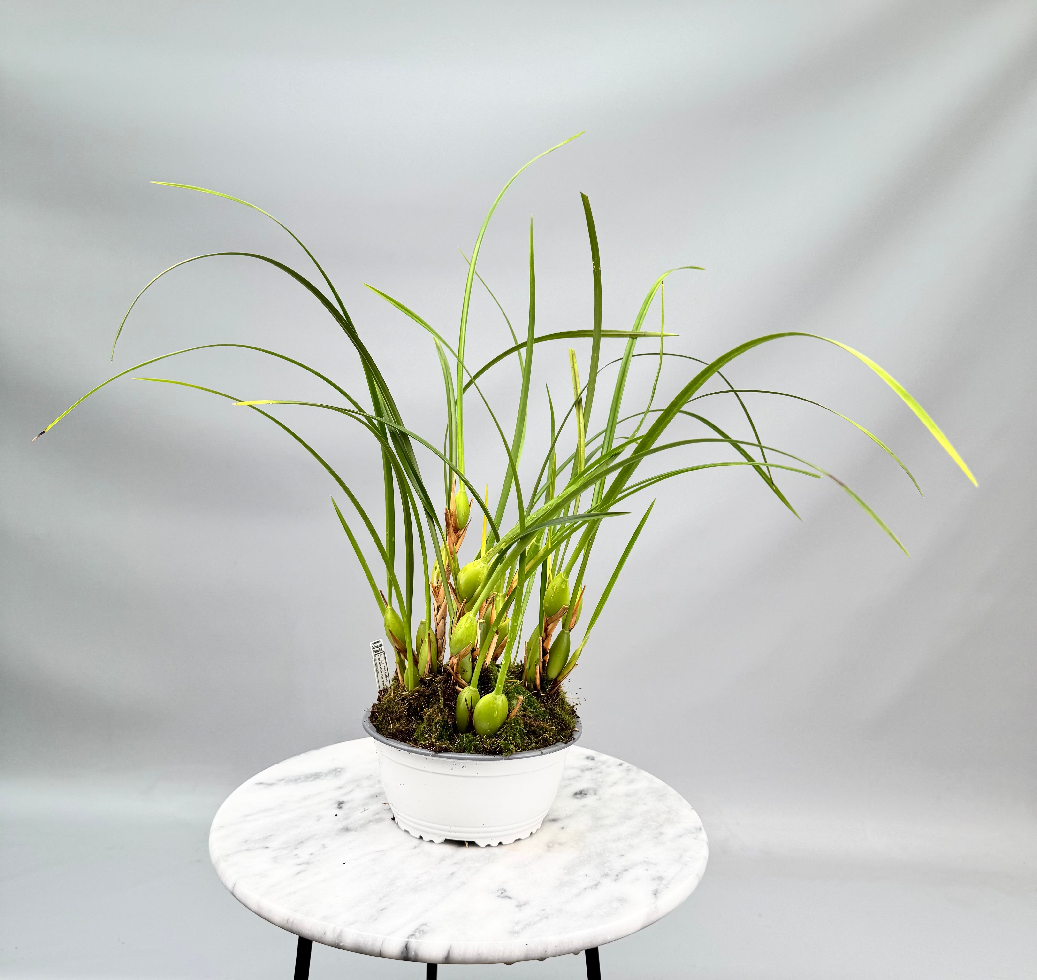 Maxillaria tenuifolia ‘Dark 2nd generation’ "Big Plant"