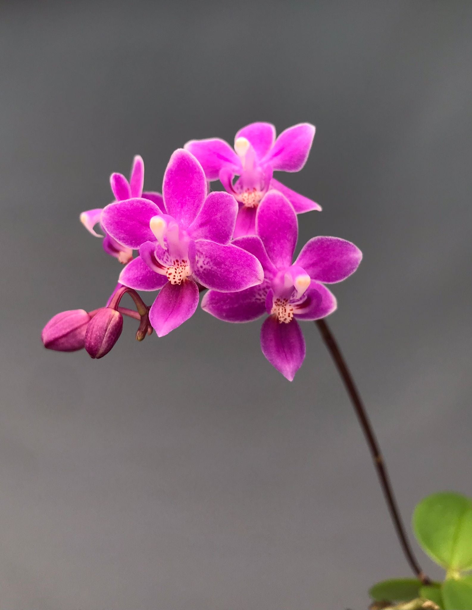 Phalaenopsis equestris "Pink Graz"