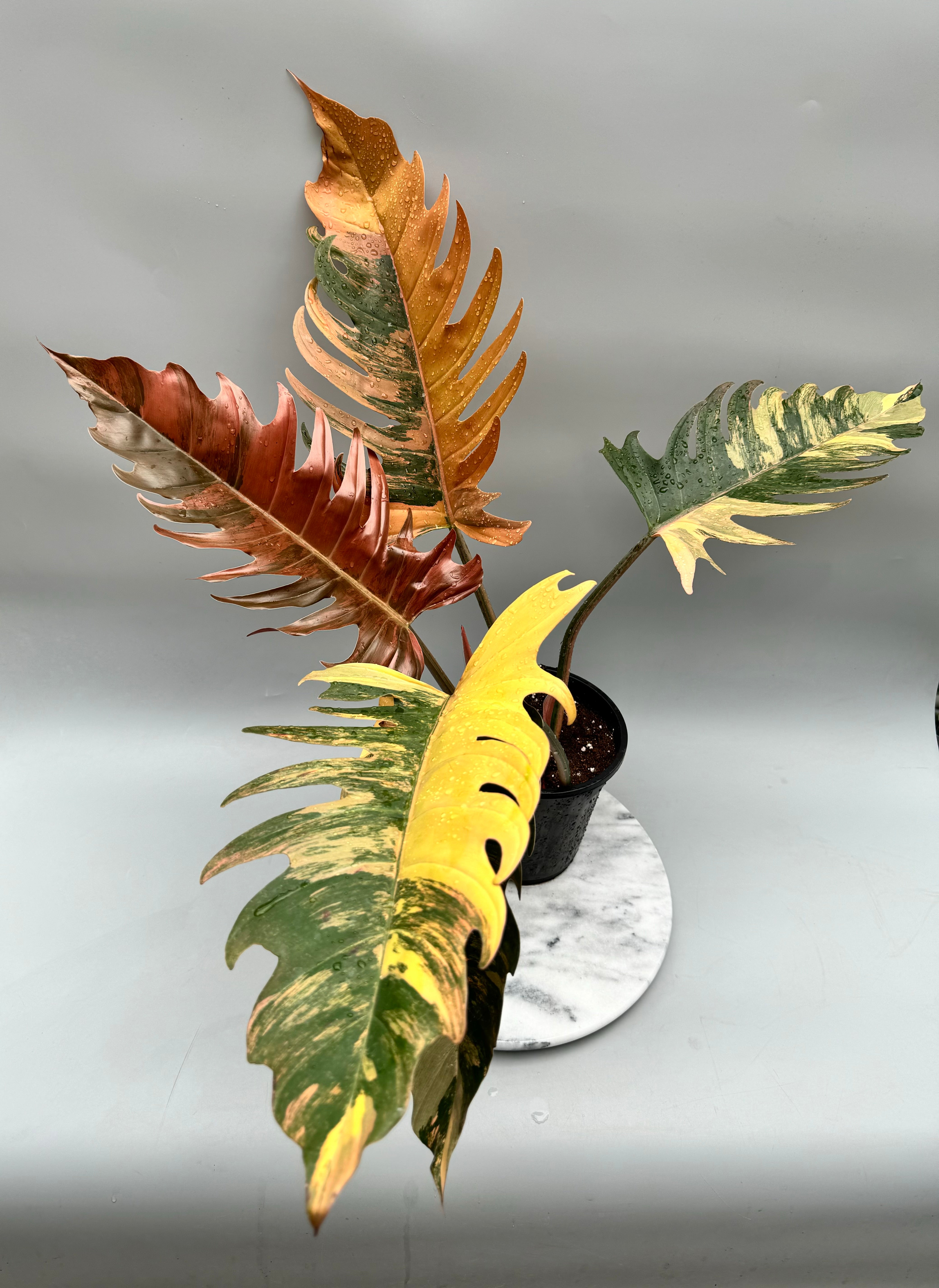 variegated caramel marble philodendron Philodendron Caramel Marble