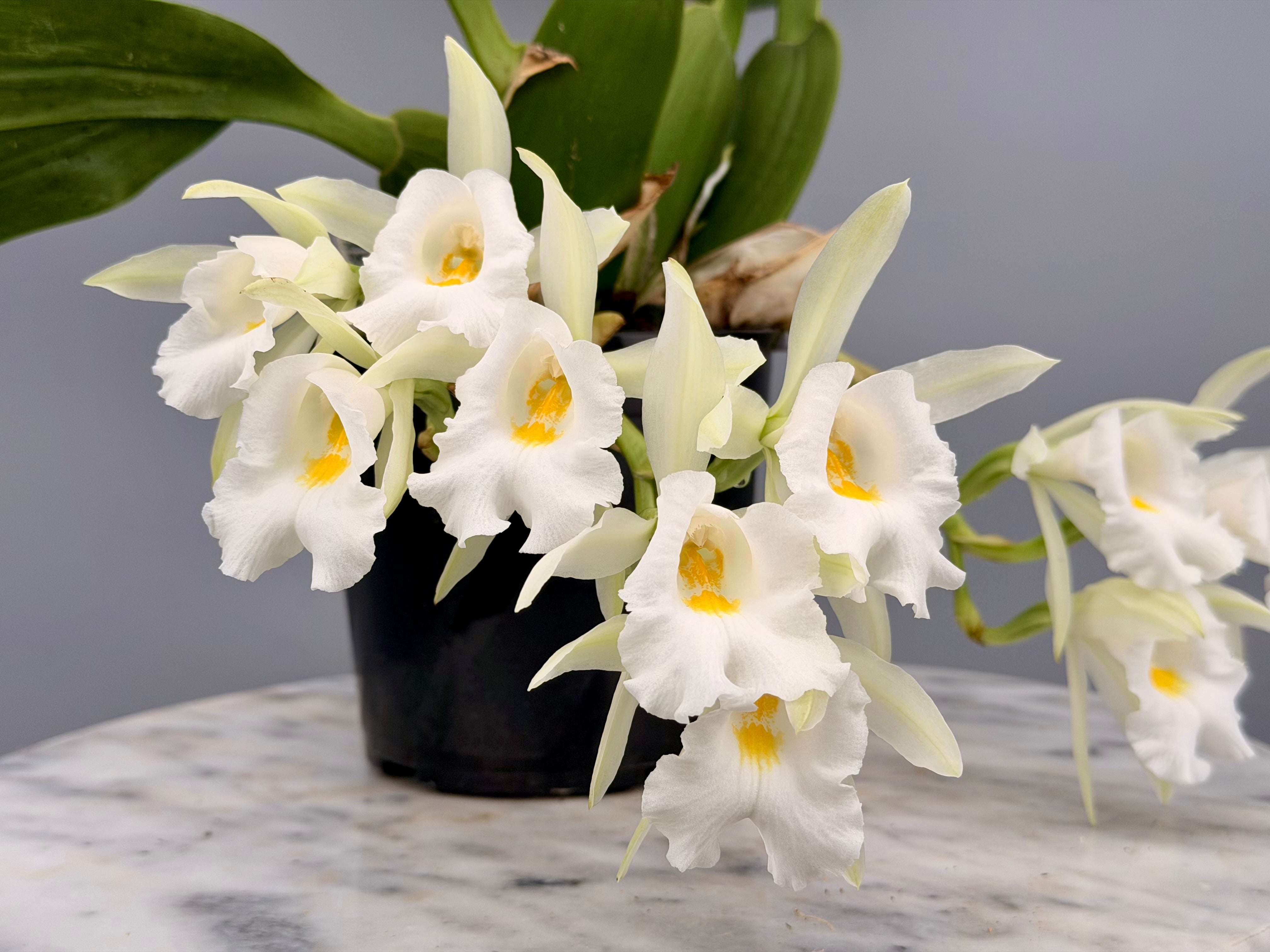 Trichopilia hennisiana ‘Big Plant’