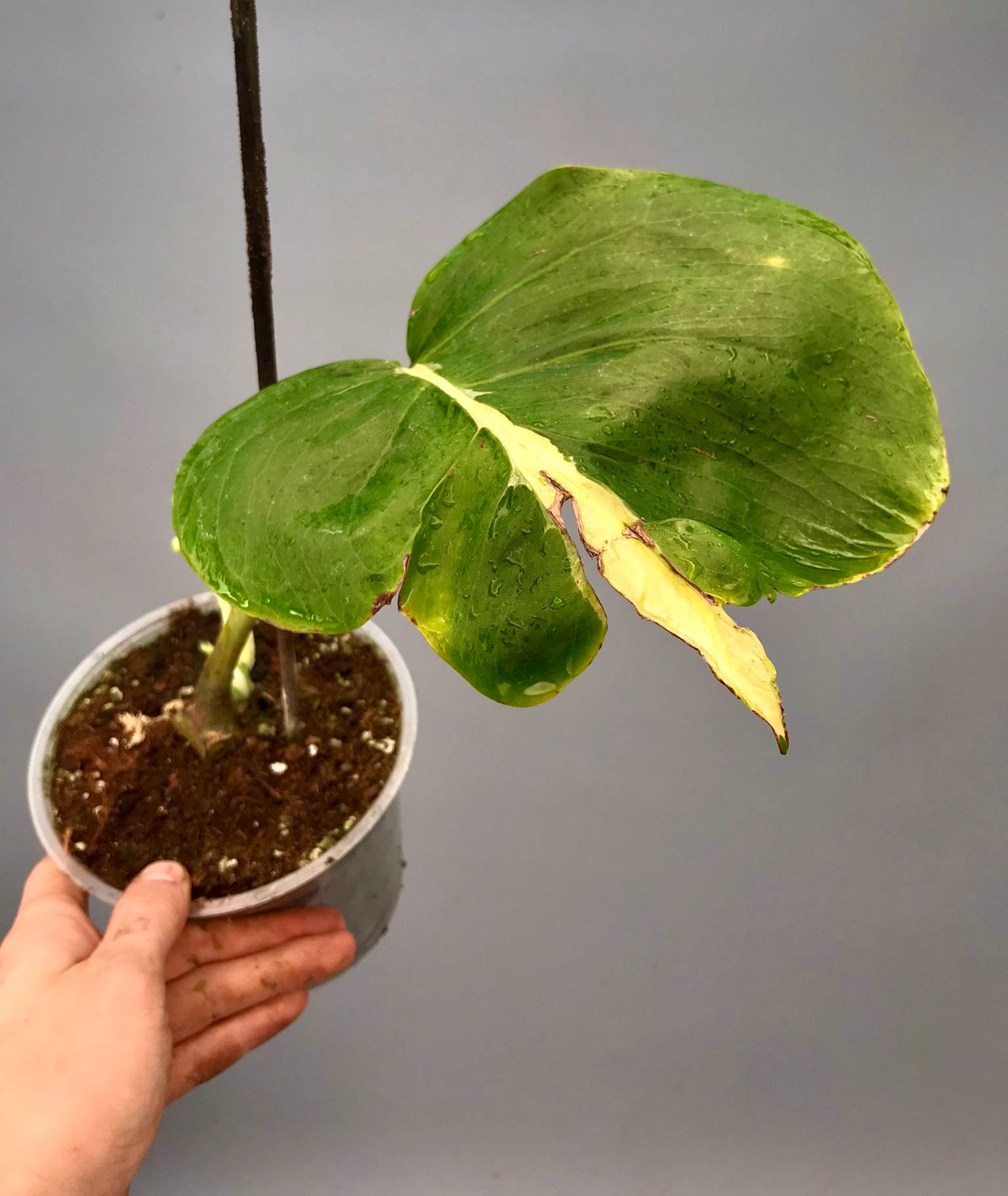 Monstera White Lava 'Lalamove' nr 1.3