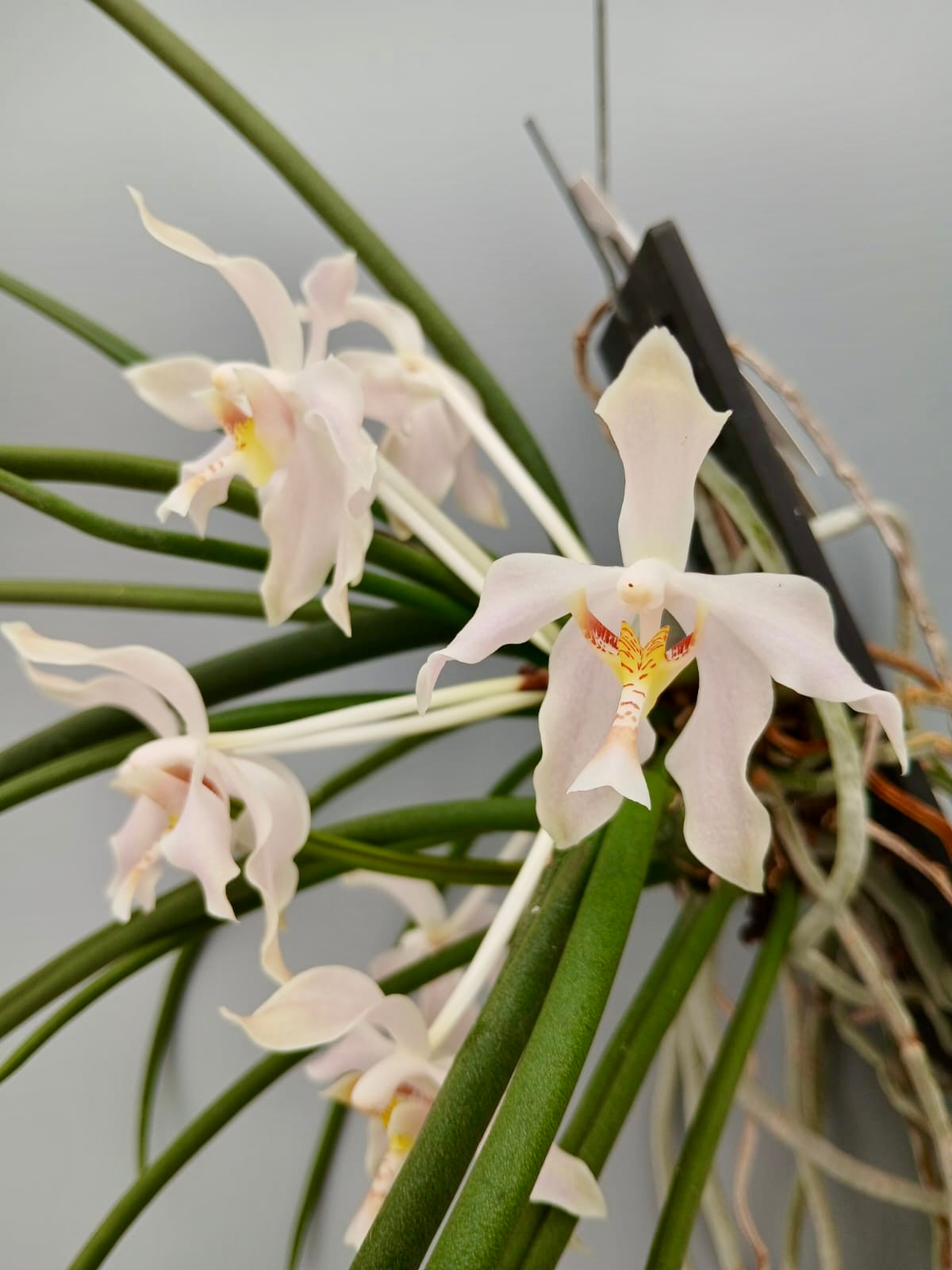 Paraphalaenopsis laycockii var semi alba