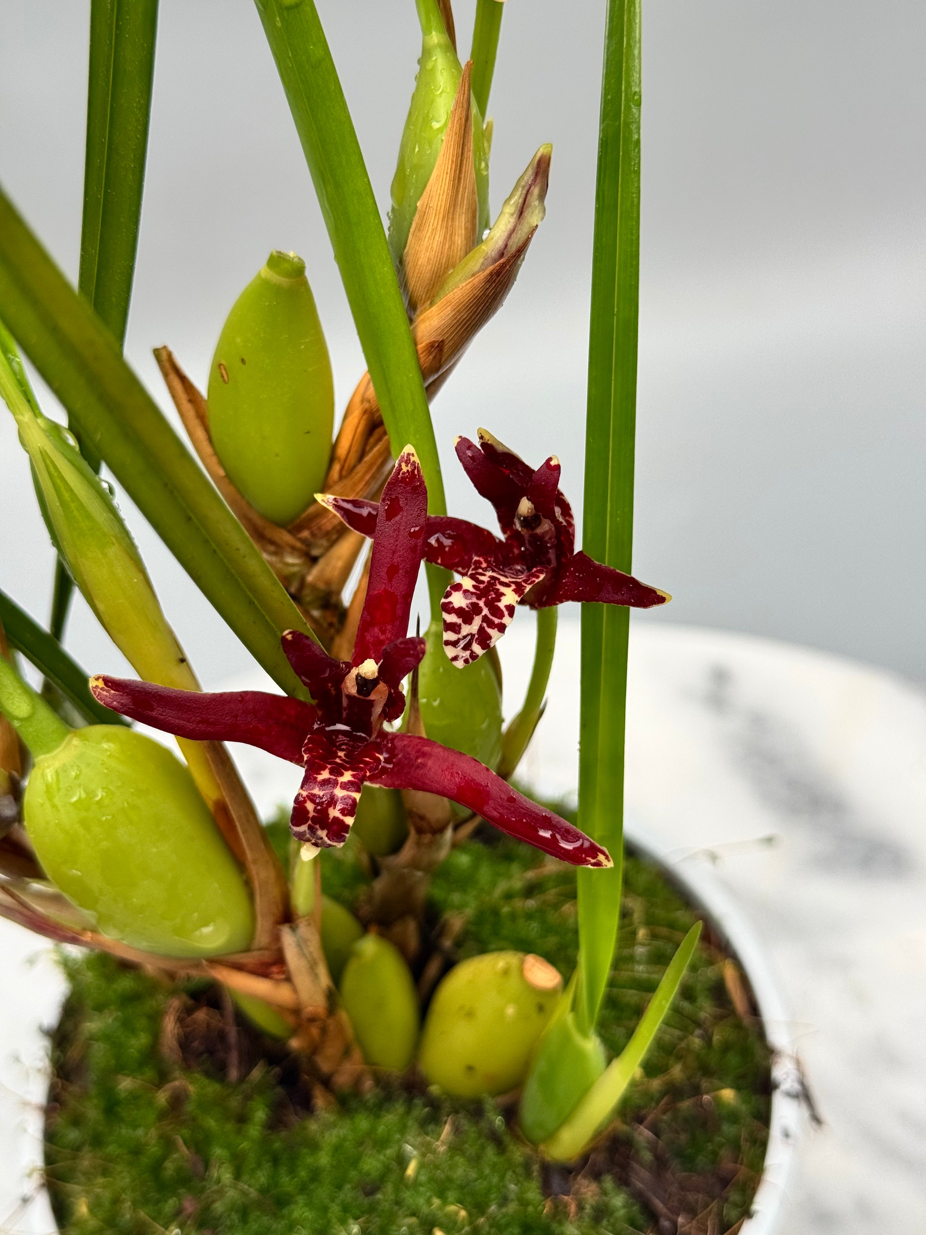 Maxillaria tenuifolia ‘Dark 2nd generation’ "Big Plant"