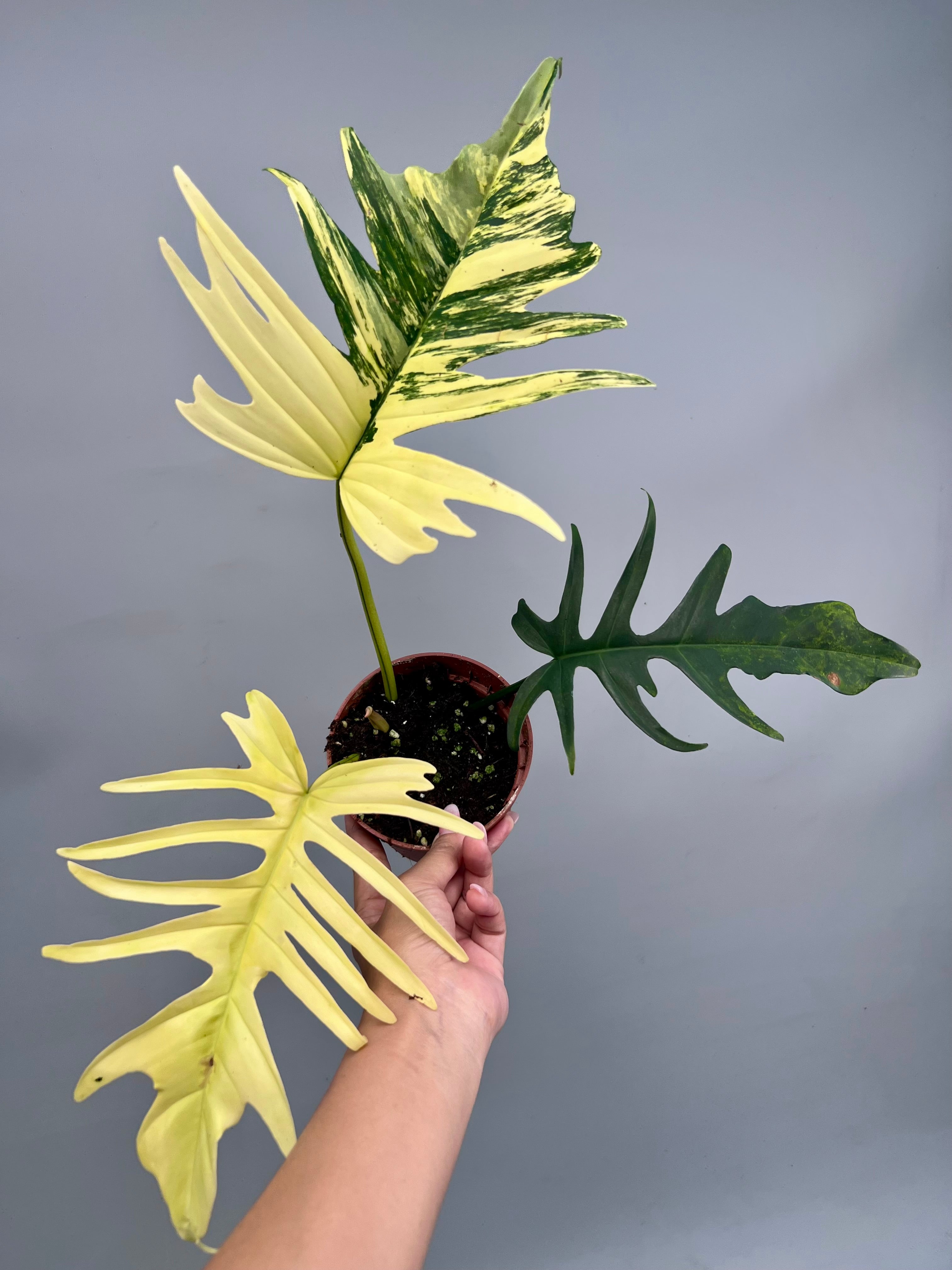 Philodendron tortum x Florida Beauty (Nr 2)