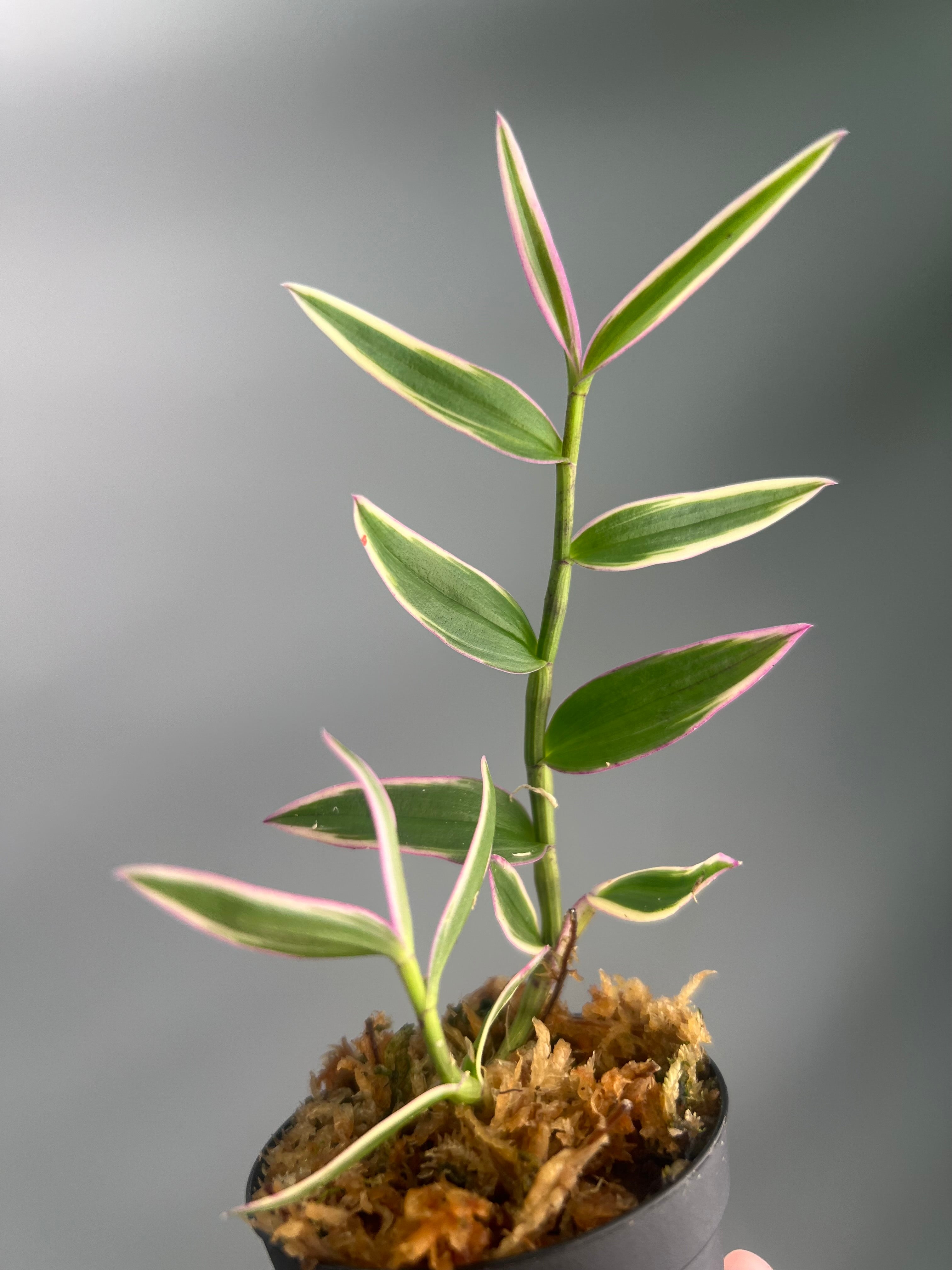 Dendrobium aphyllum variegata