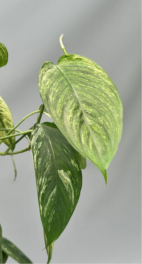 Scindapsus curanii “ Vangiego”