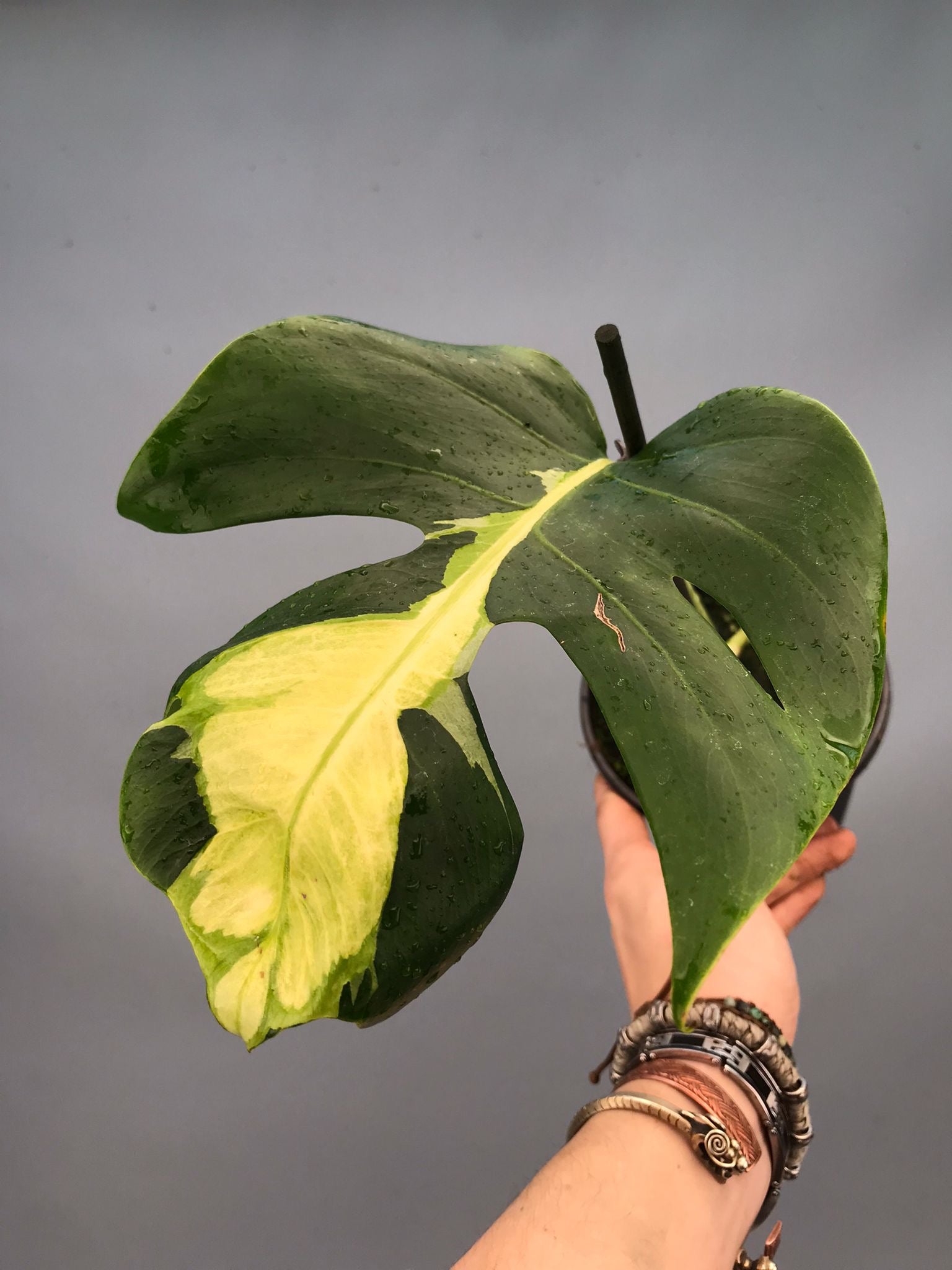 Monstera White Lava 'Lalamove' nr 1.2