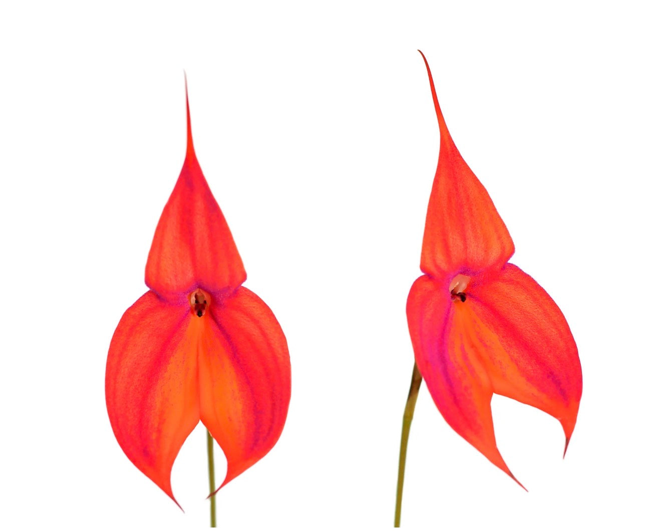 Masdevallia veitchiana
