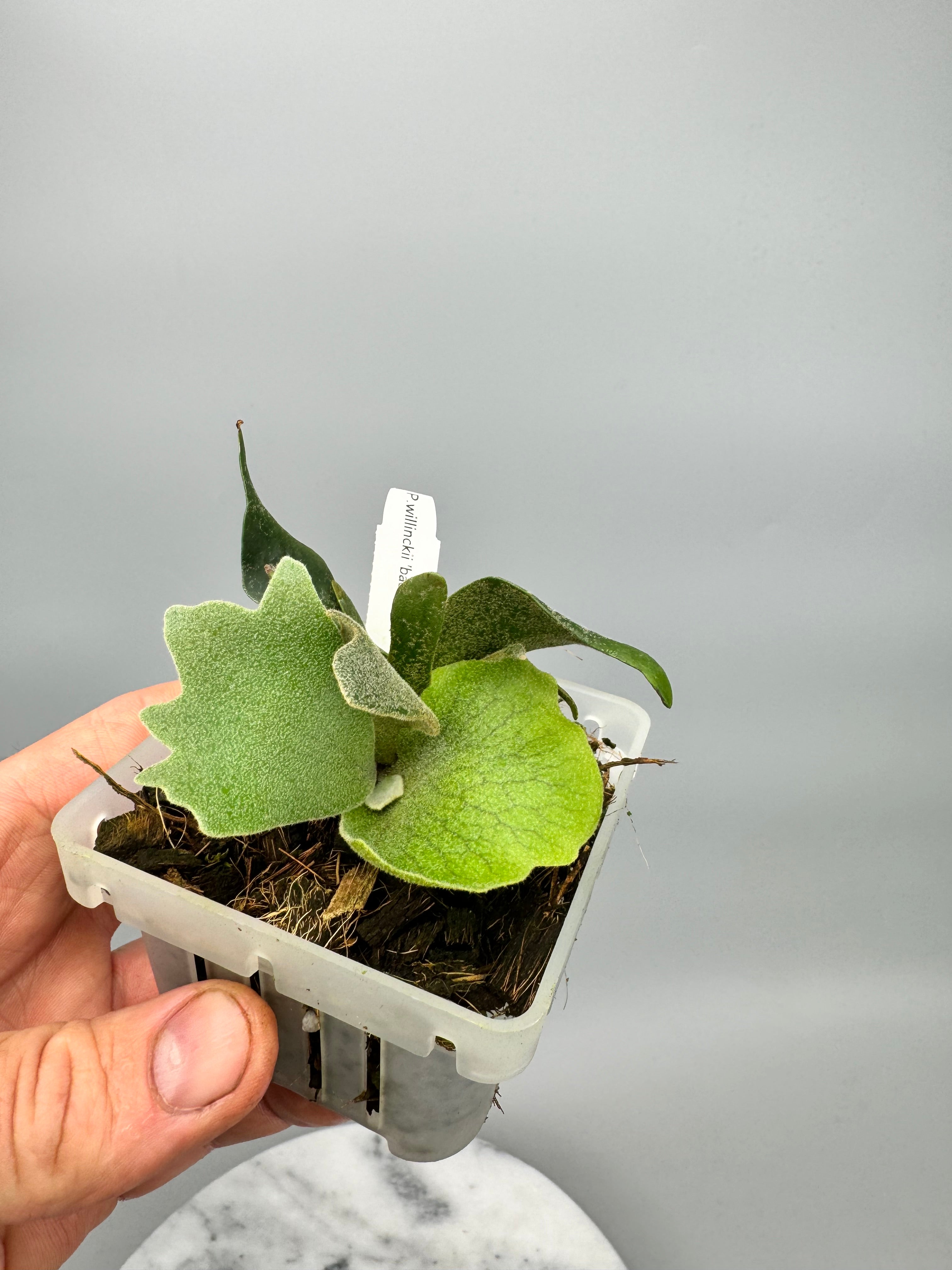 Platycerium willinckii "Bacteria" (Big Plant)