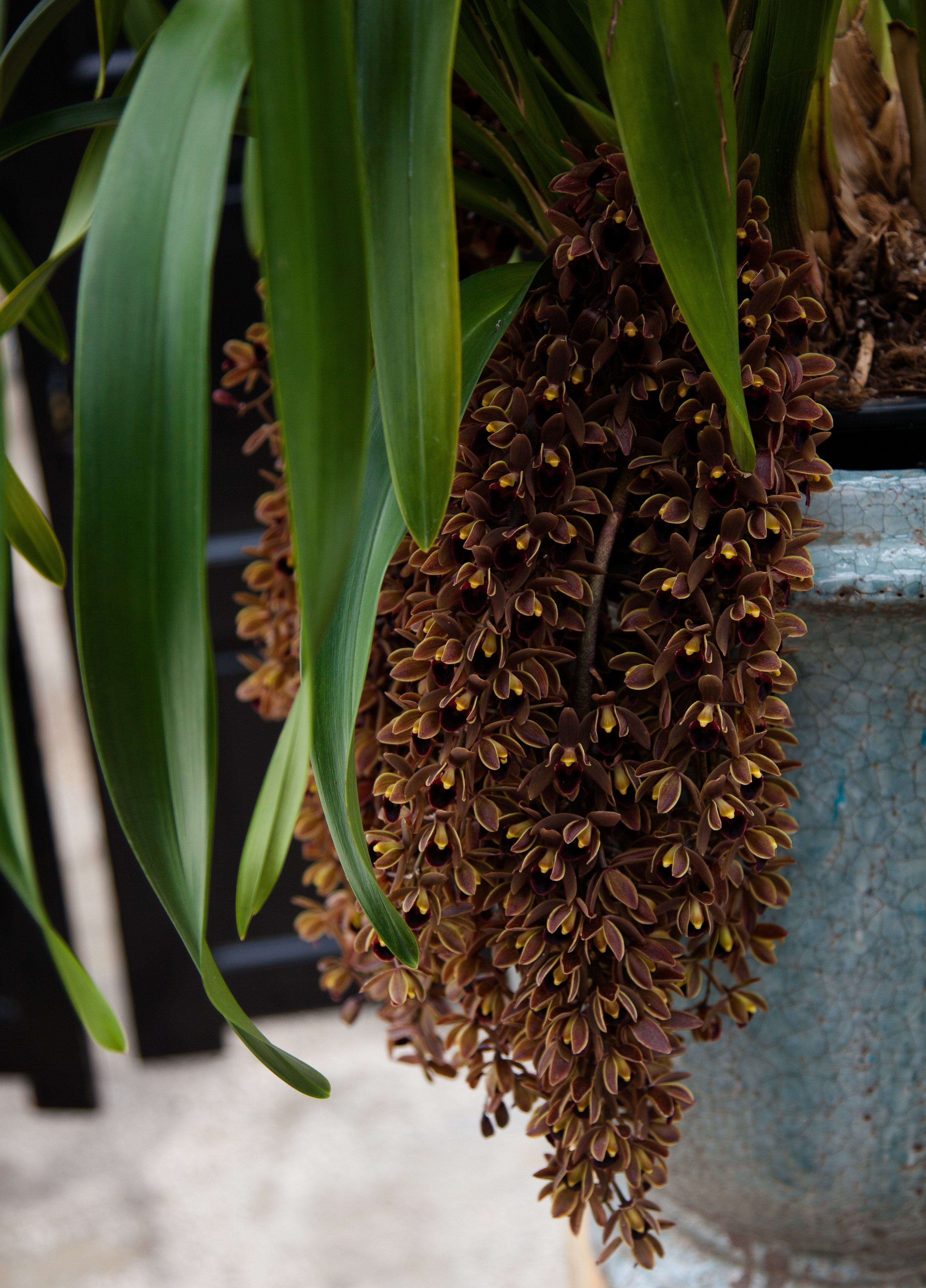 Cymbidium Devon Railway