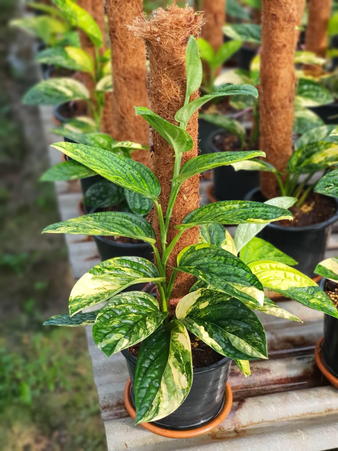 Monstera peru variegata (XXL Big Plant)