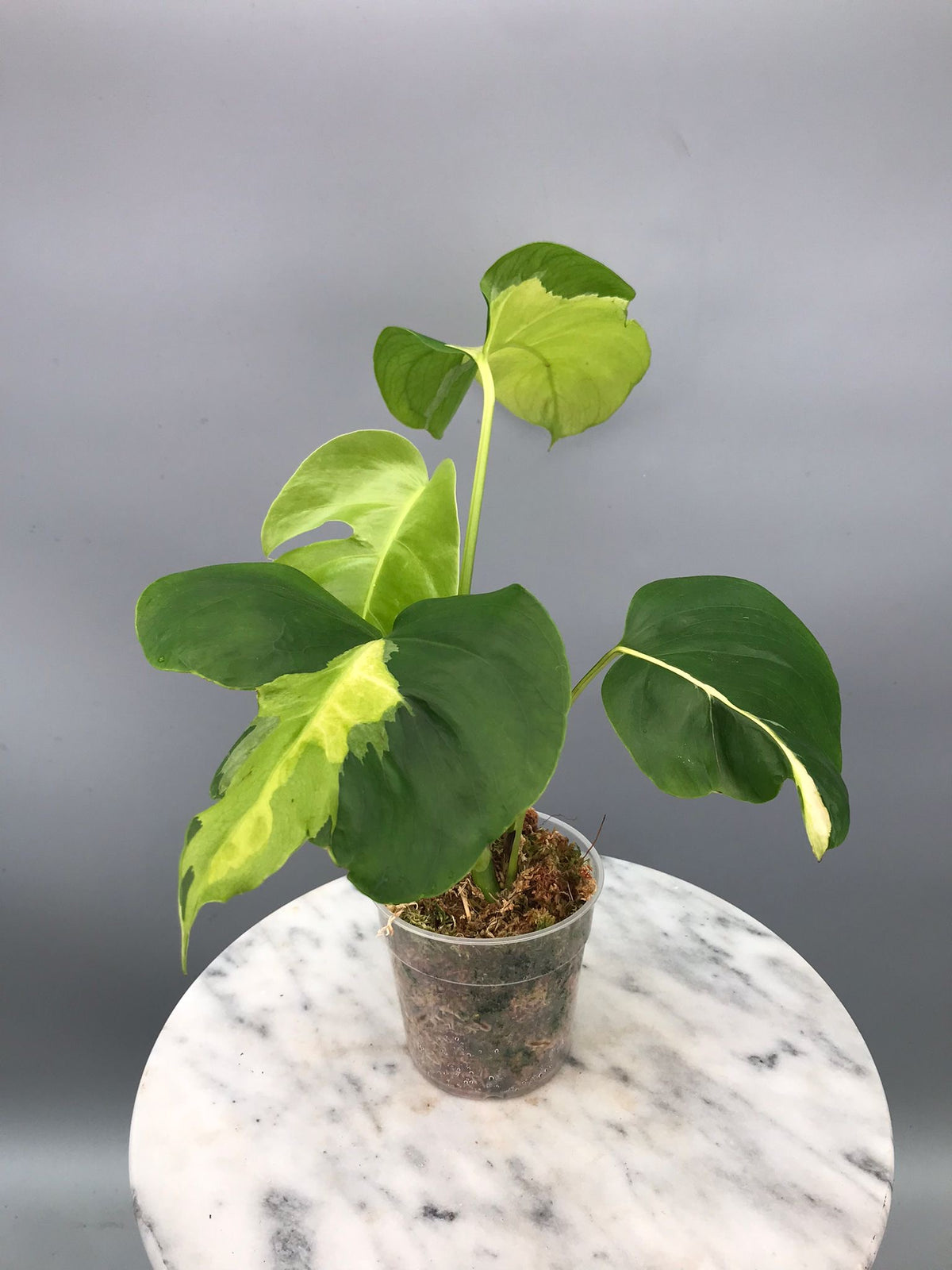 Monstera White Lava 'Lalamove' (3 bladeren)