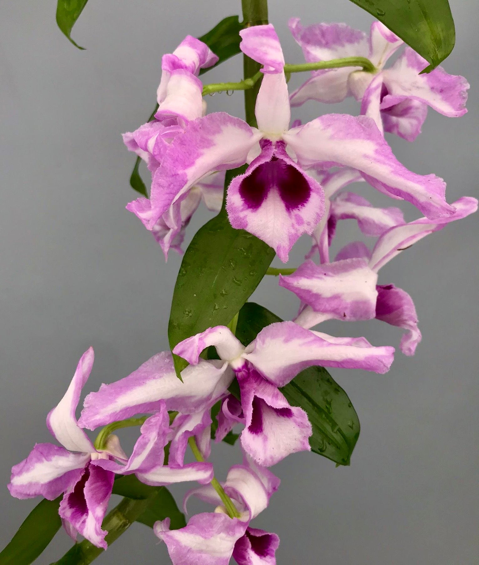 Dendrobium anosmum 'A Touch of Class' (Big Plant)