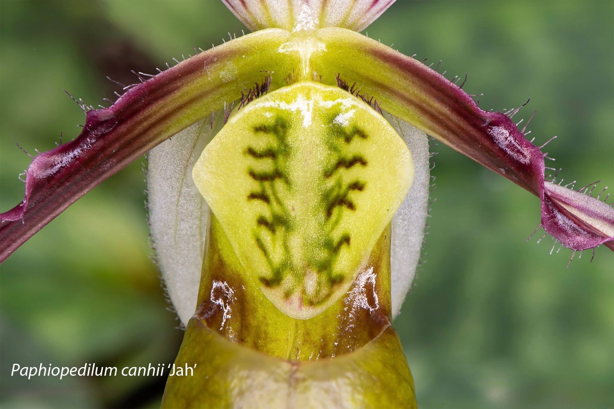 Paphiopedilum canhii