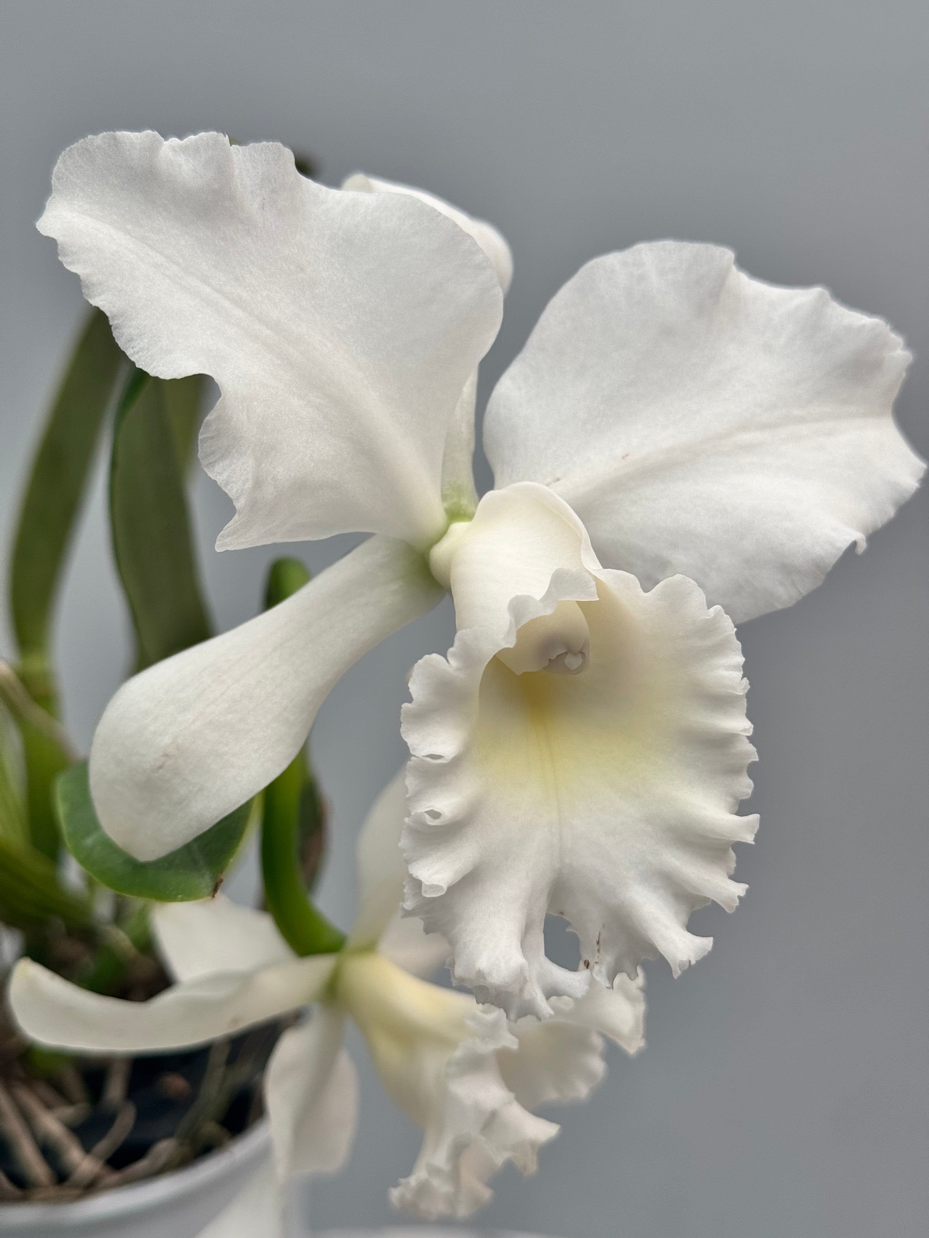 Cattleya Jairak Bella