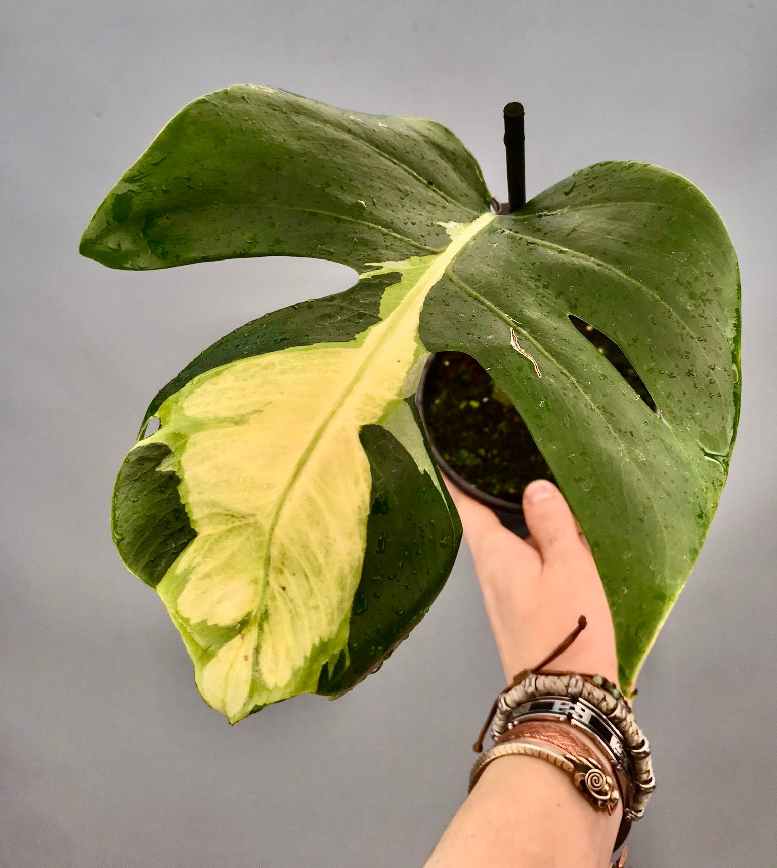 Monstera White Lava 'Lalamove' nr 1.2