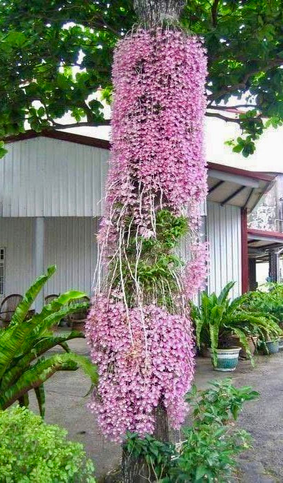 Dendrobium aphyllum variegata