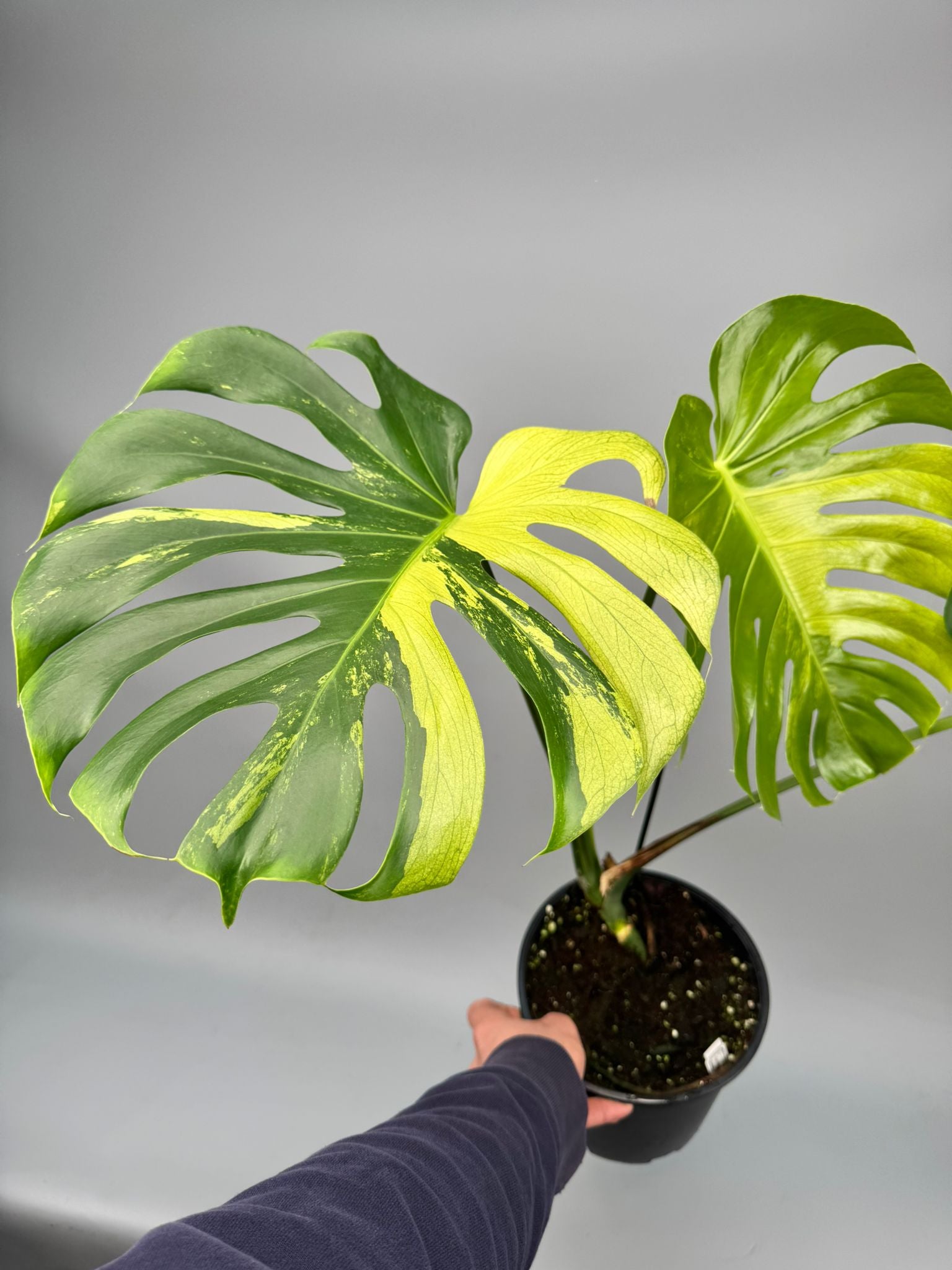 Monstera Ocean Mint nr 1