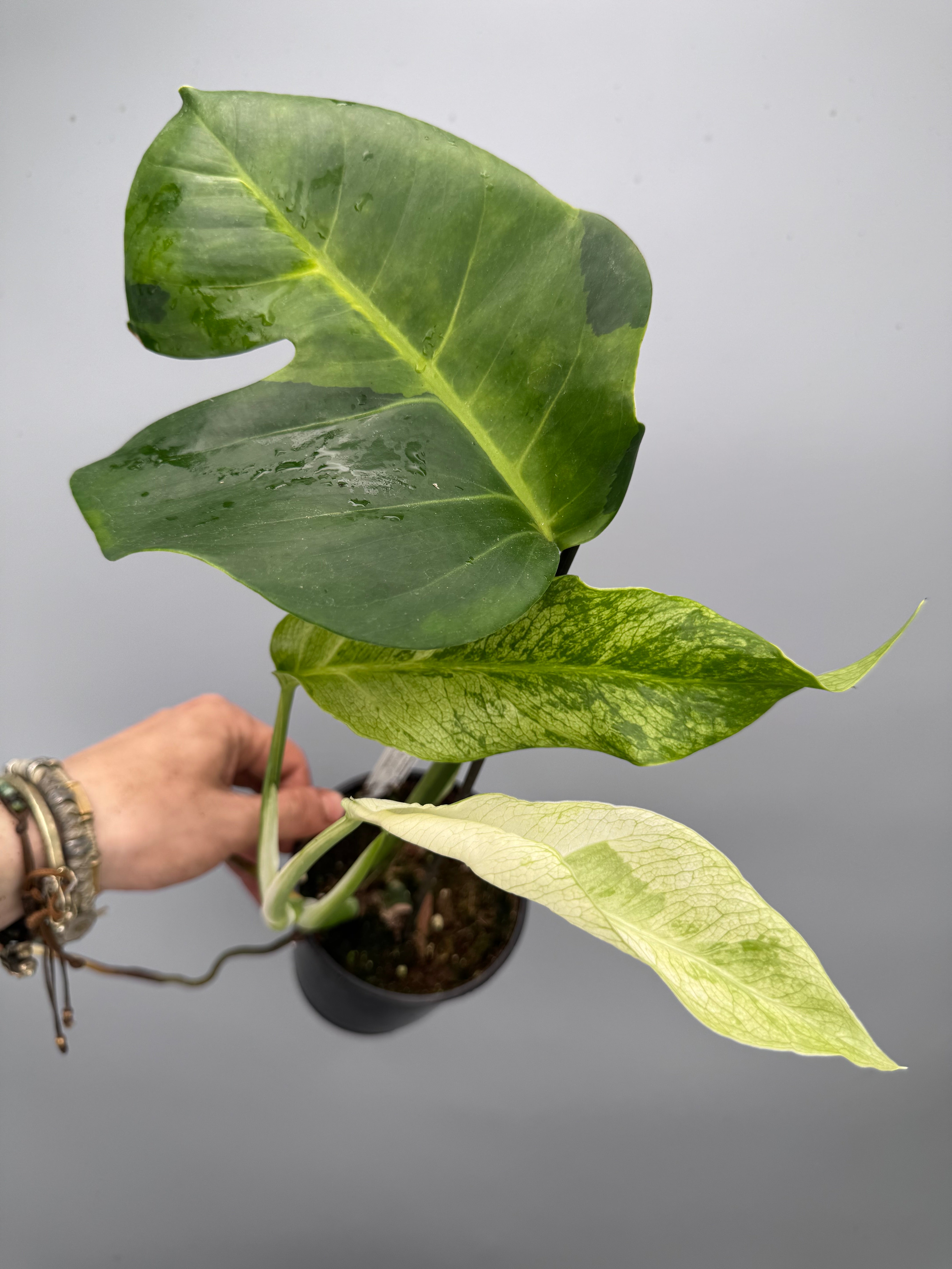 Monstera White Lava 'Lalamove'