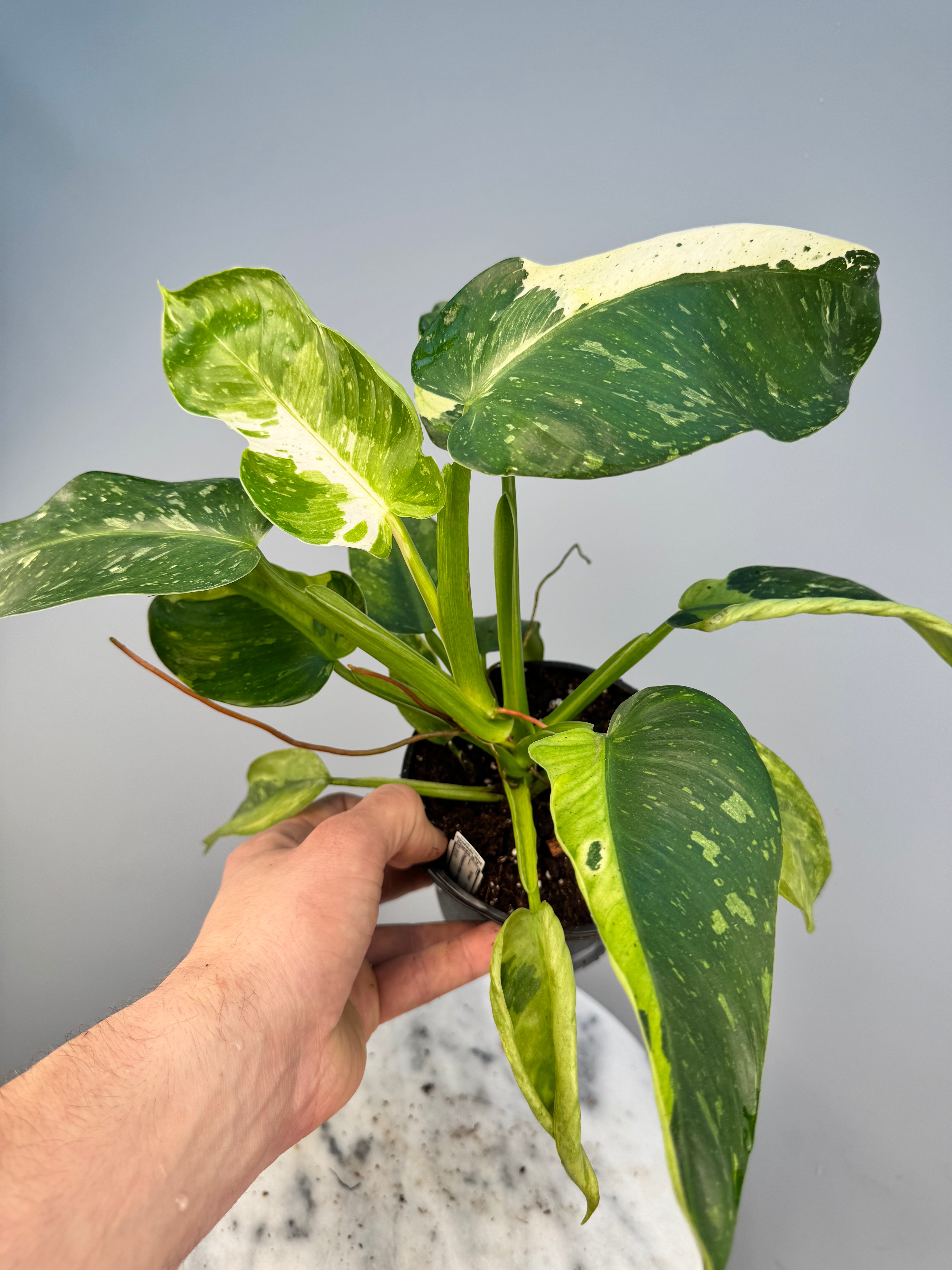 philodendron imbe variegata for sale Philodendron Wend Imbe Variegated