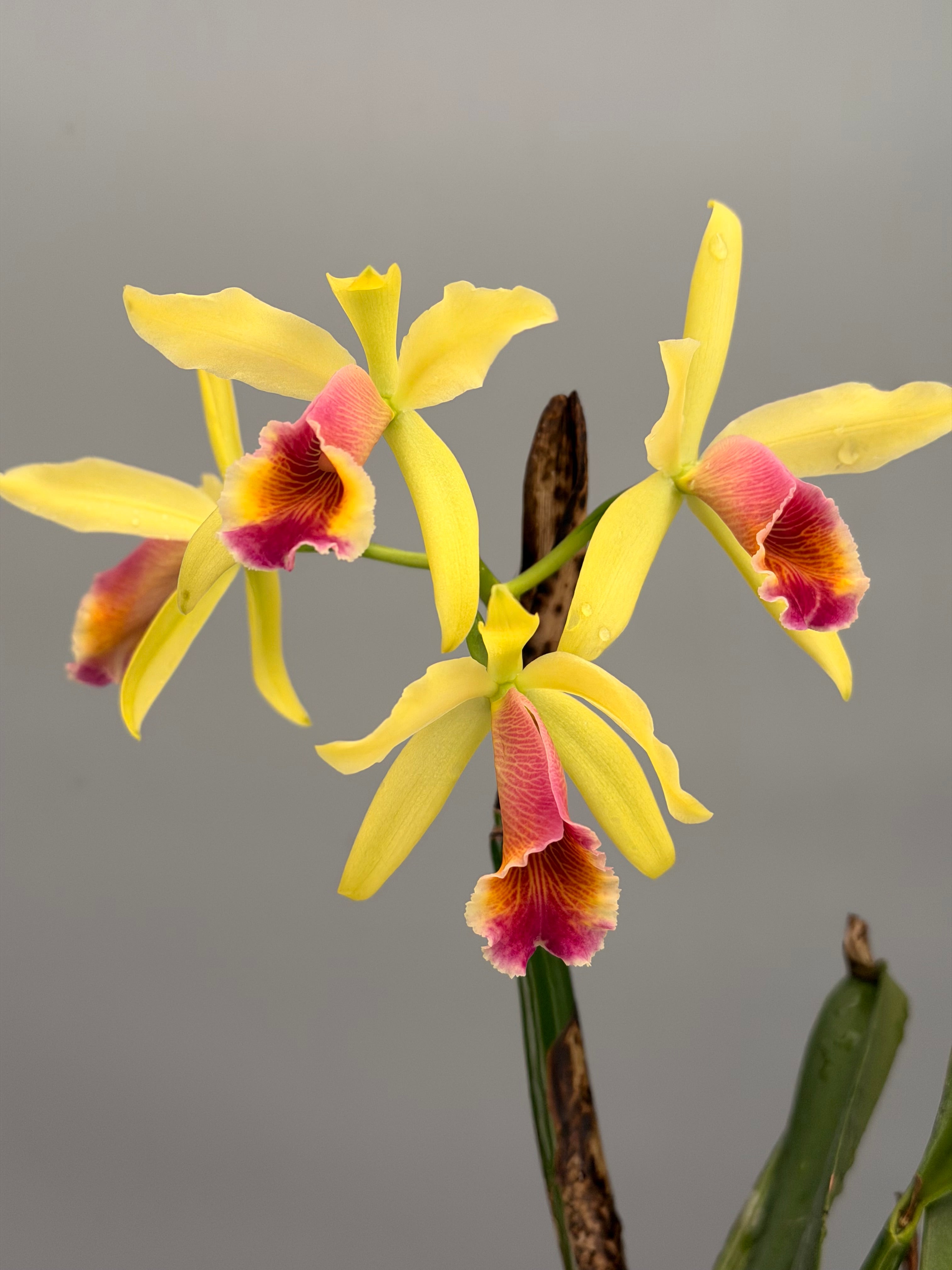 Cattleya ‘Aurora’ (C. dowiana x C.luteola)