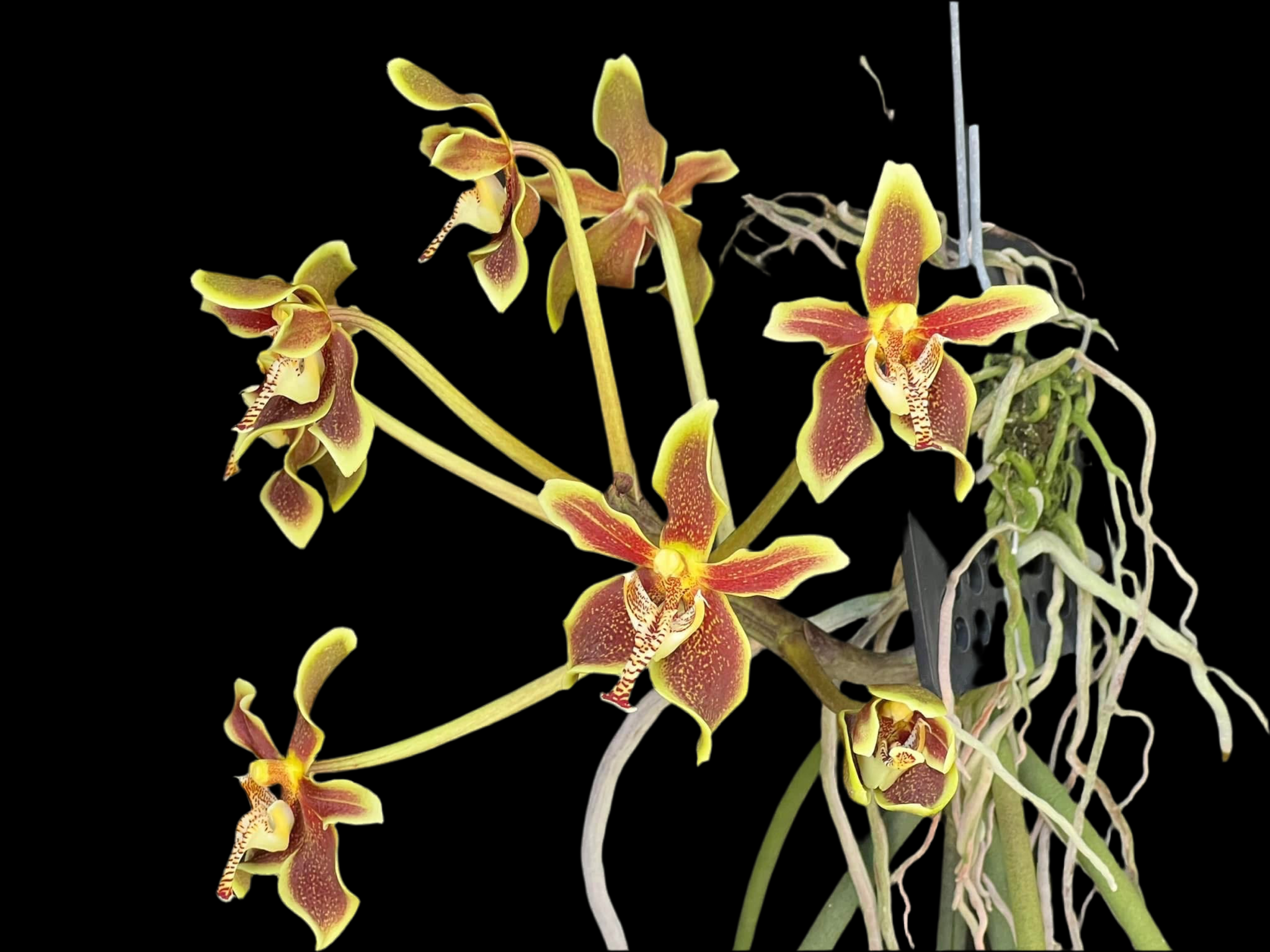 Paraphalaenopsis labukensis