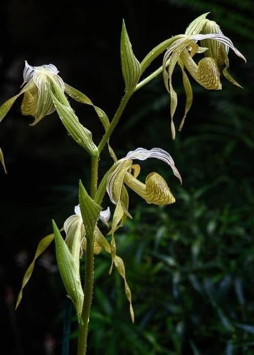 Paphiopedilum kolopakingii