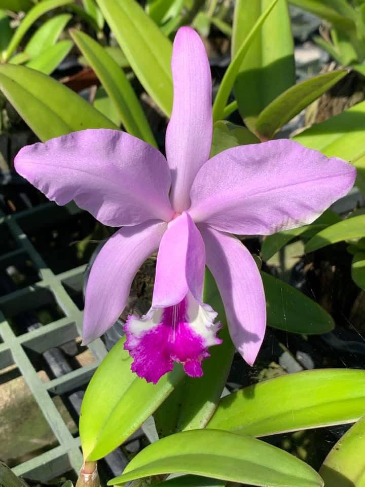 Cattleya intermedia x lueddemanniana