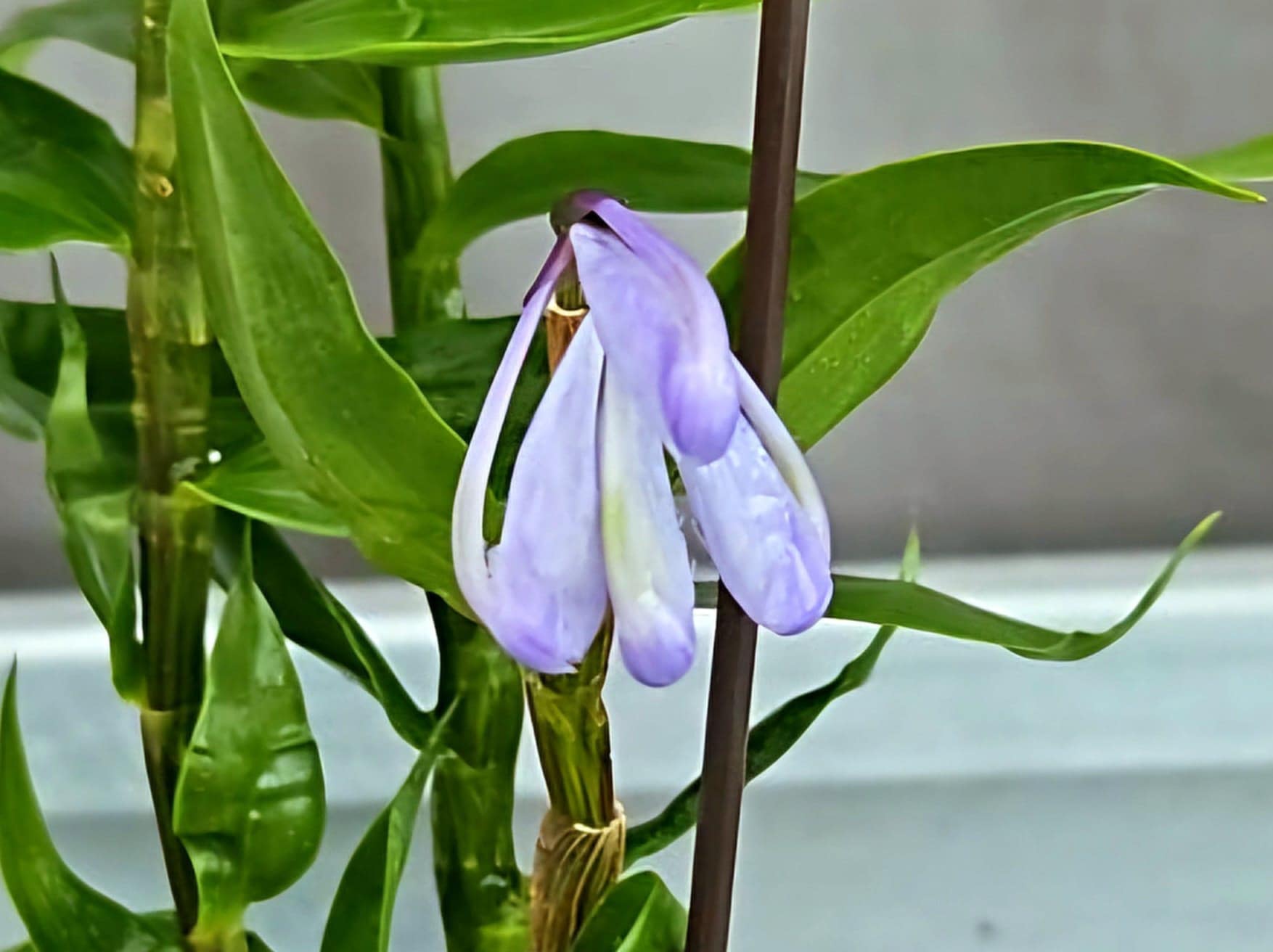 Dendrobium (aphanochilum × sp. blue)