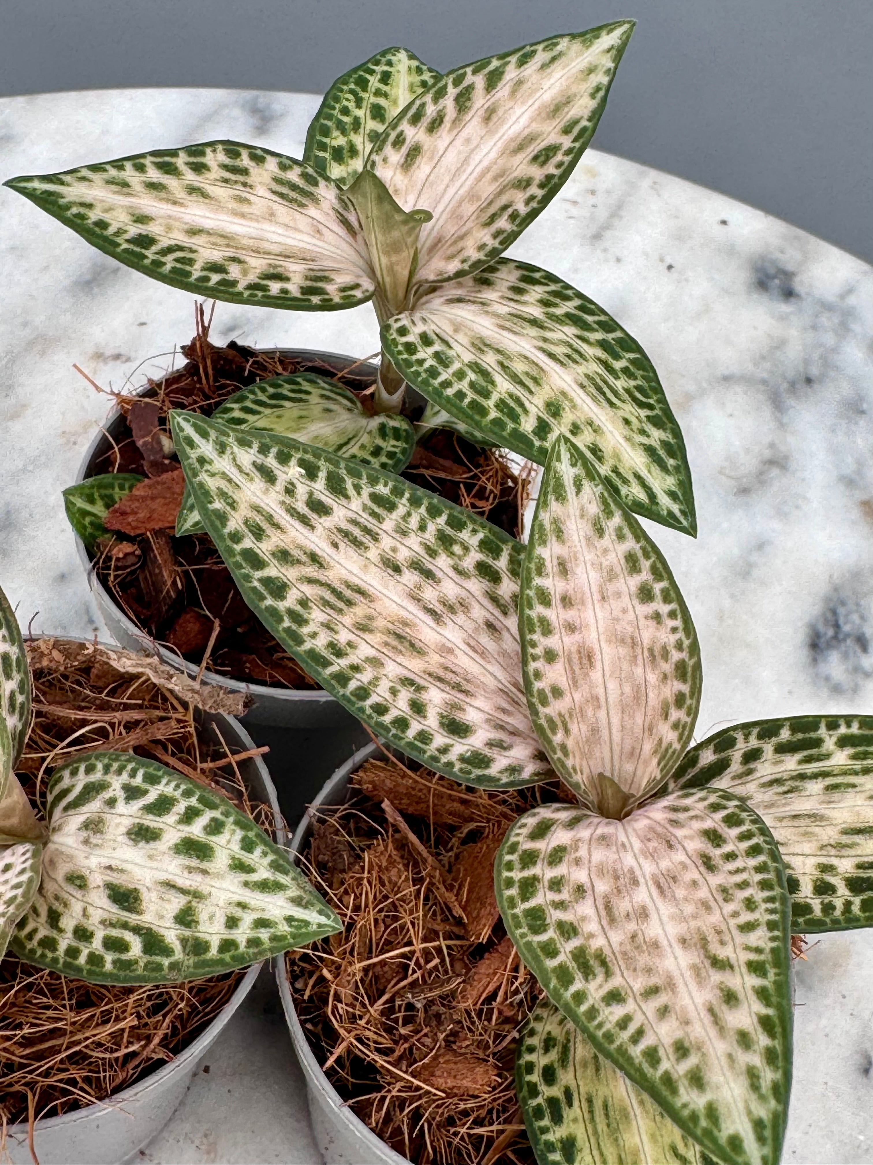 Goodyera schlechtendaliana var. Nishikiran