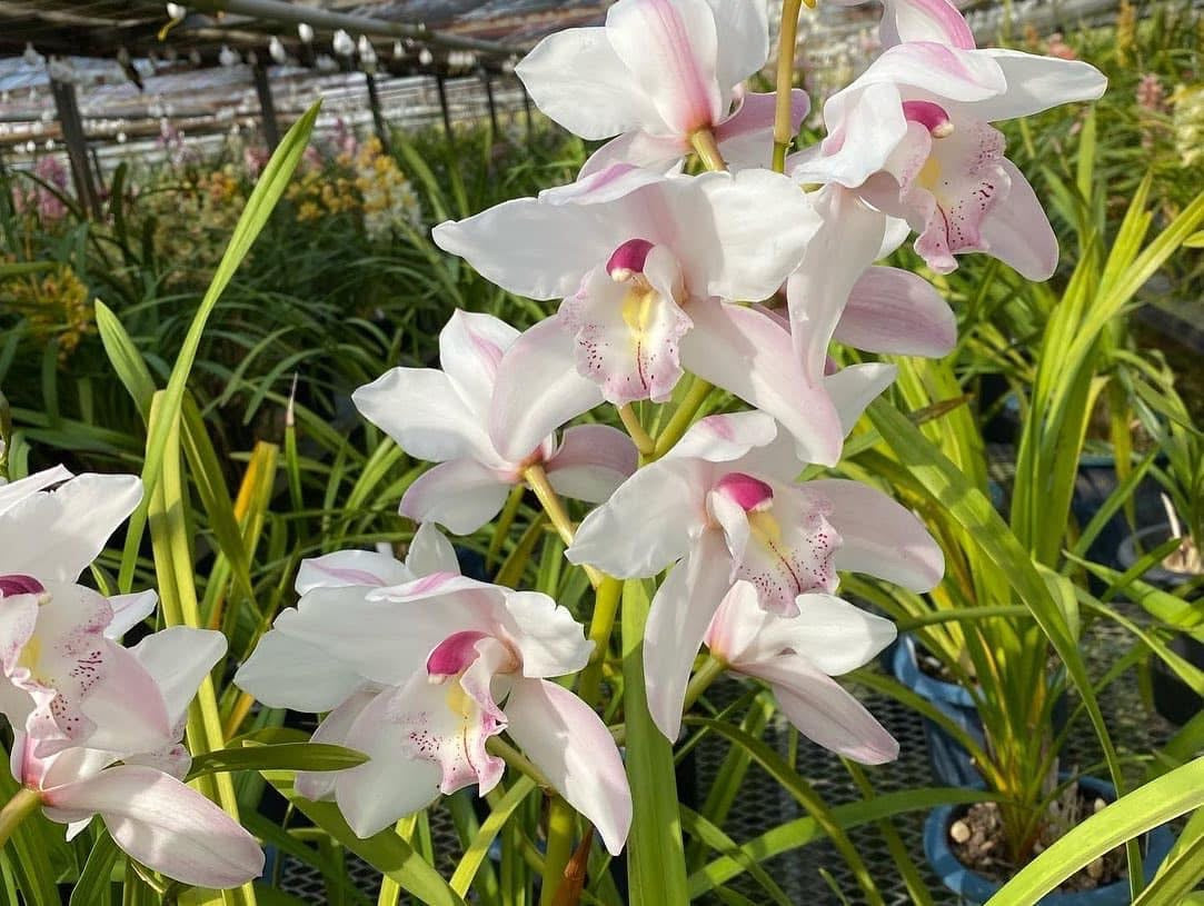 Cymbidium White Surprise