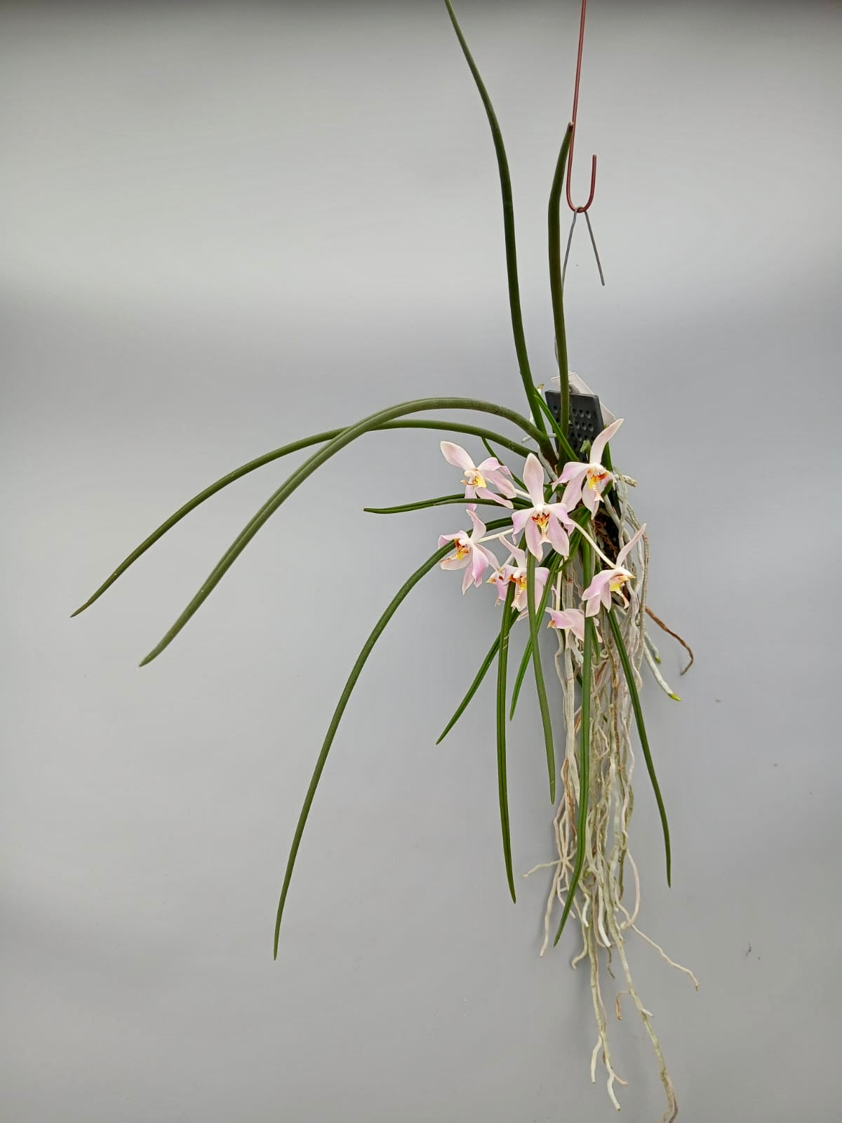 Paraphalaenopsis laycockii (Selection 1 )