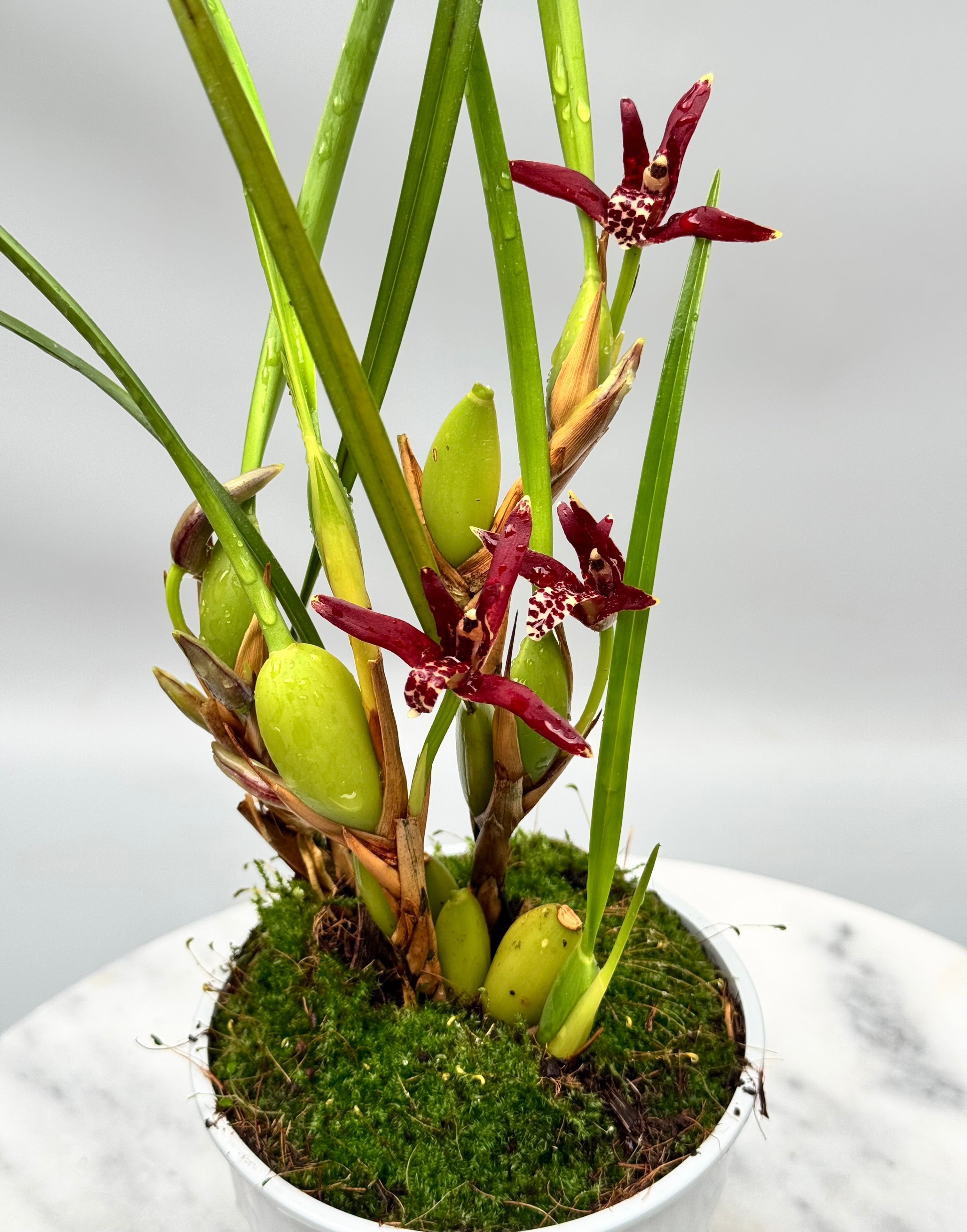 Maxillaria tenuifolia ‘Dark 2nd generation’ "Big Plant"
