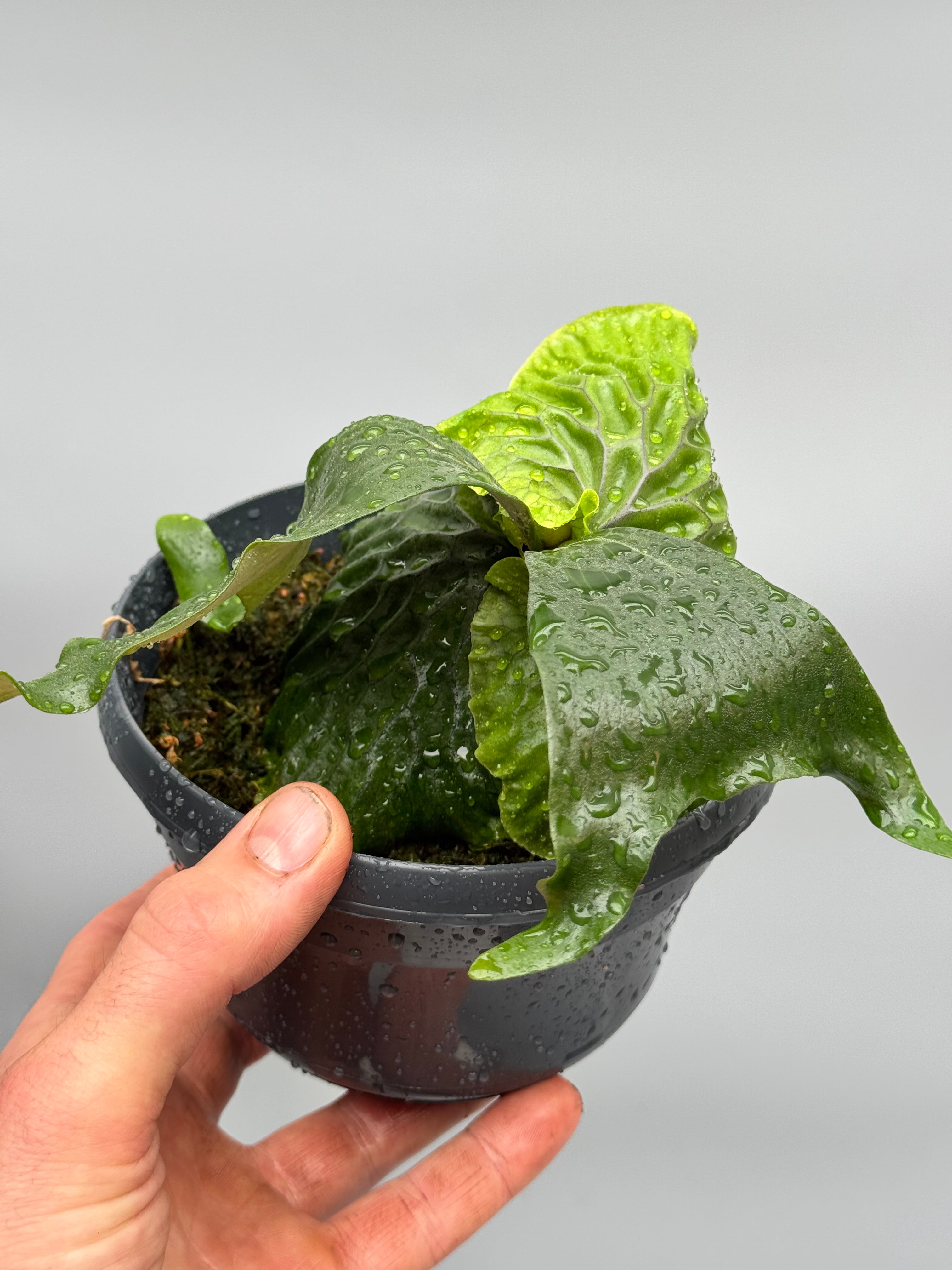 Platycerium madagascariense