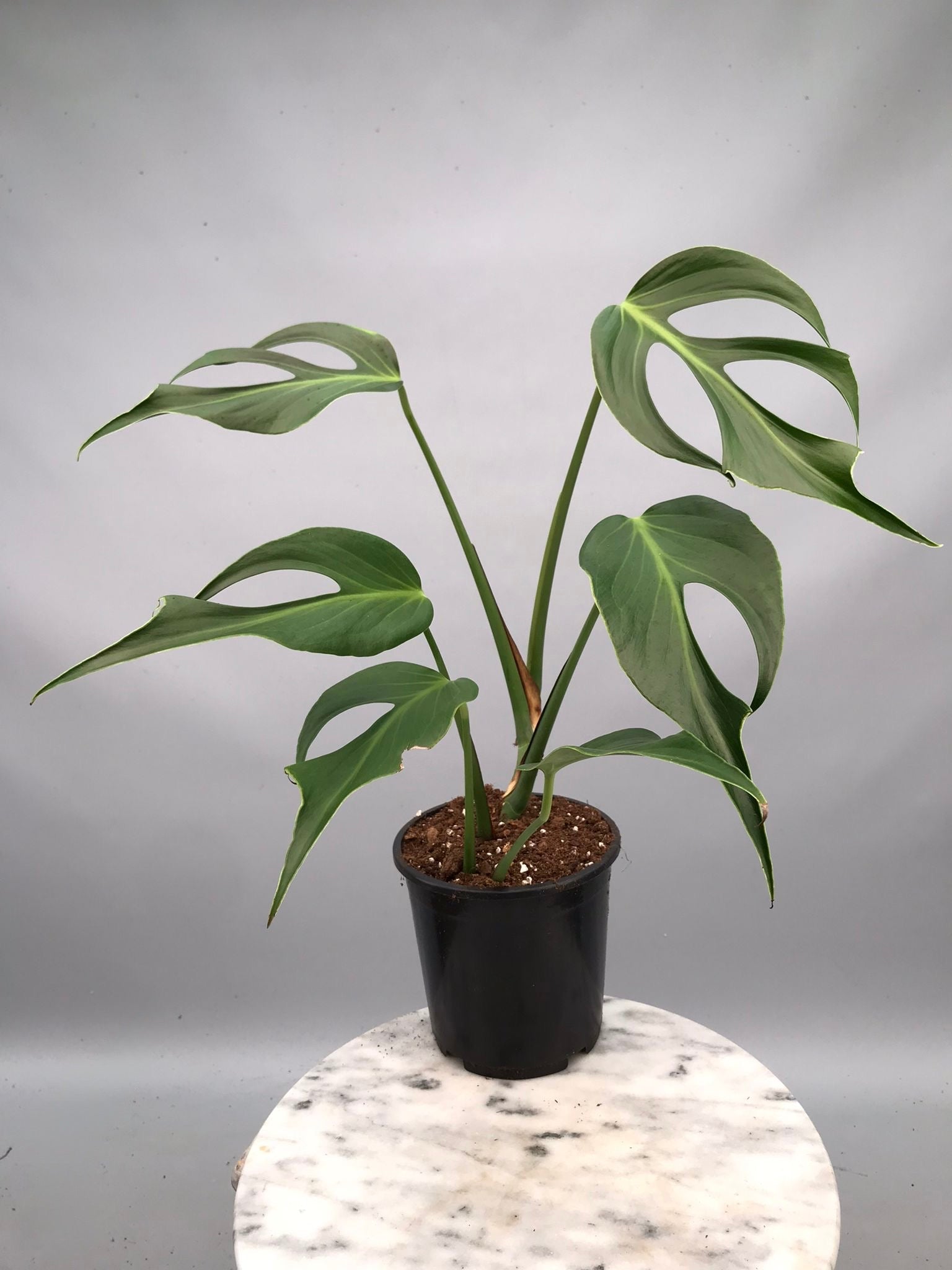 Monstera 'Burle Marx Flame' XL (4-5 Big Leaves)