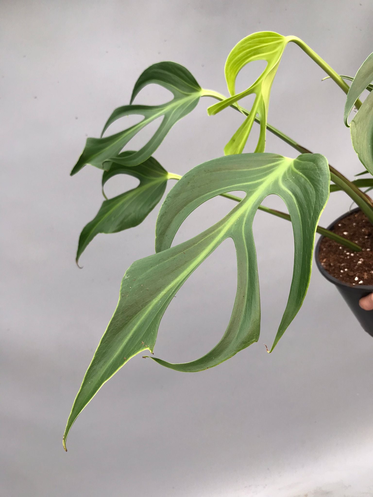 Monstera 'Burle Marx Flame' XL (4-5 Big Leaves)