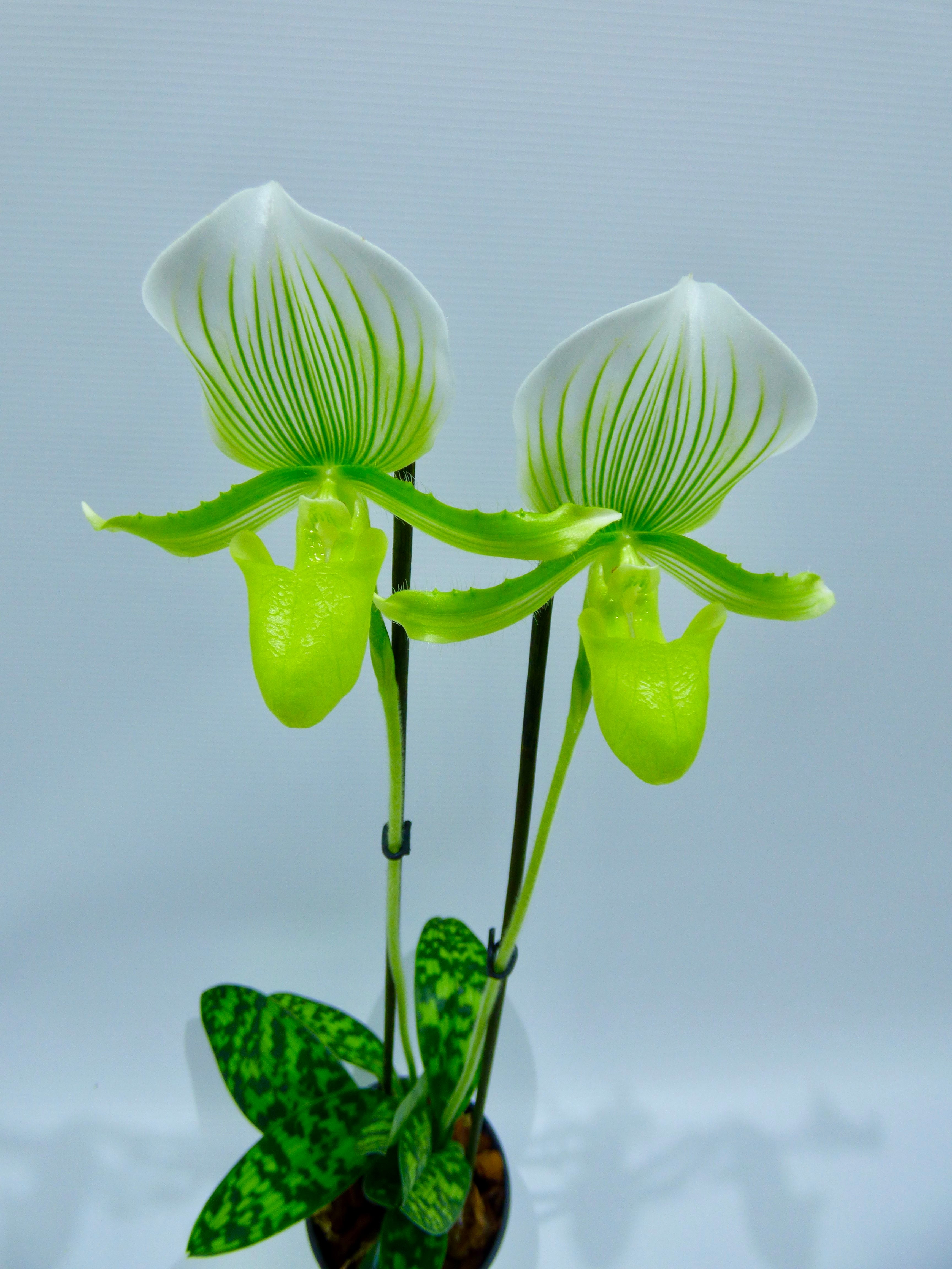 Paphiopedilum maudiae
